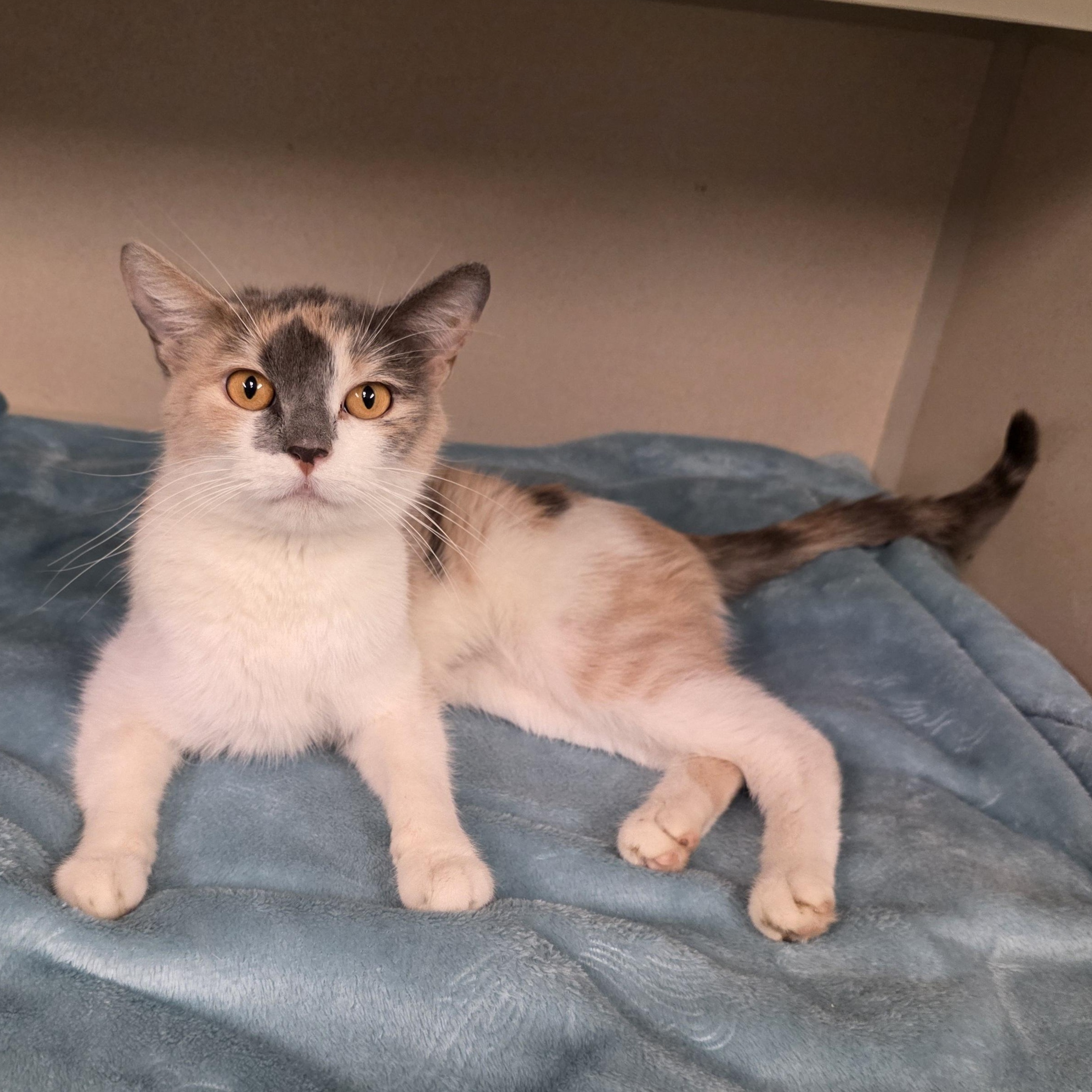 Stevie, a Adoptable mixed breed in Greensboro, NC image 3/6