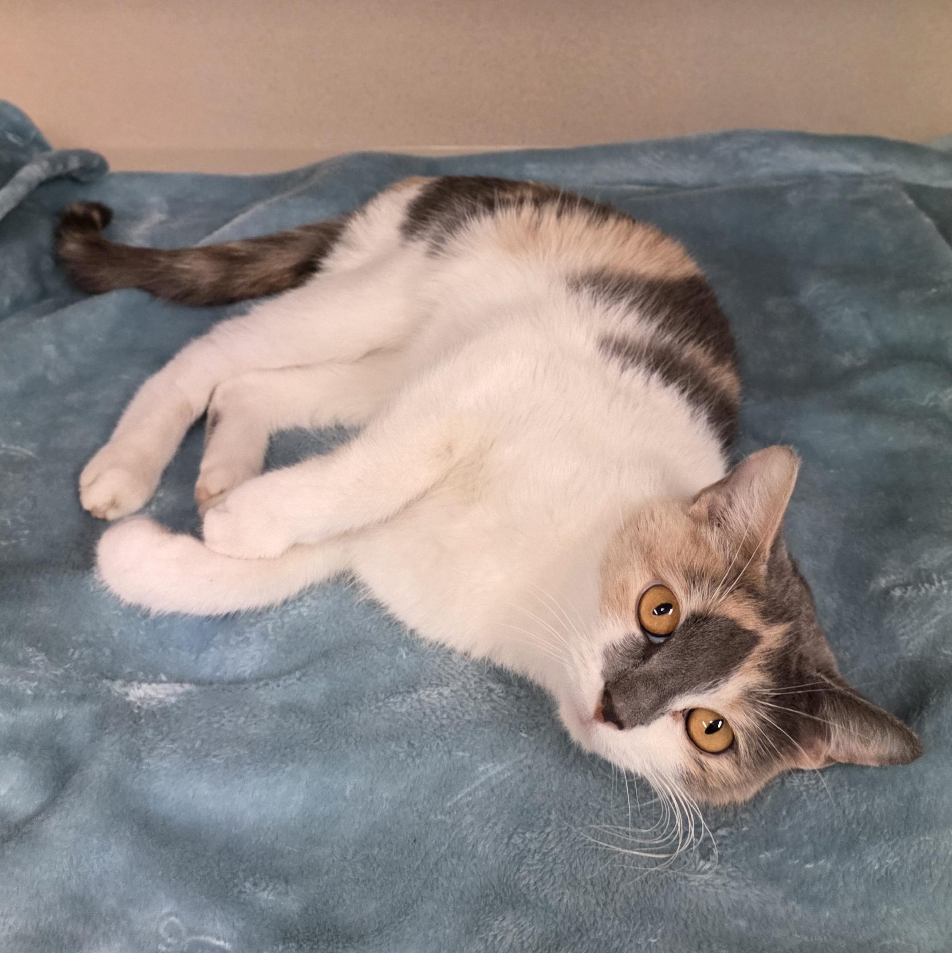 Stevie, a Adoptable mixed breed in Greensboro, NC image 6/6