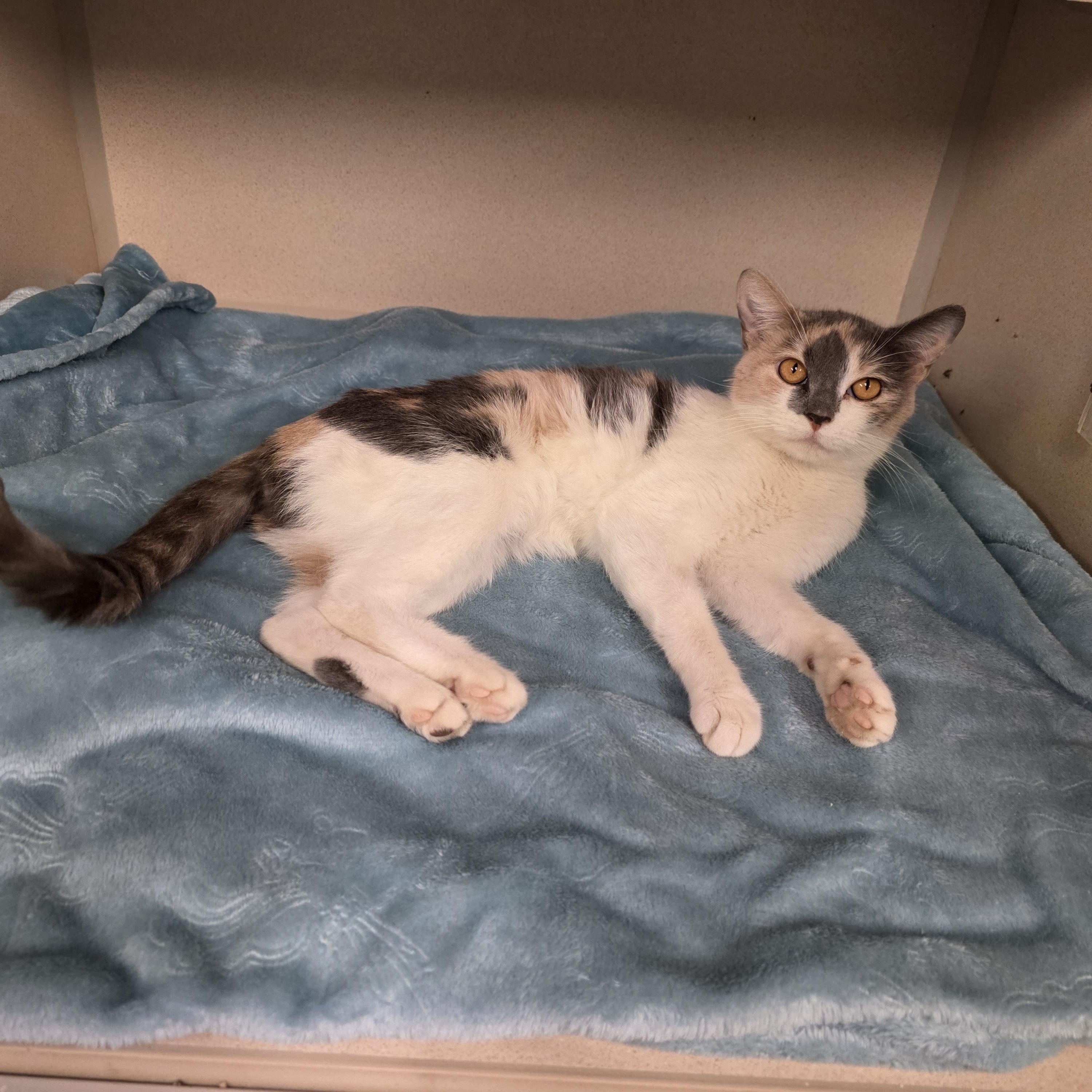 Stevie, a Adoptable mixed breed in Greensboro, NC image 2/6