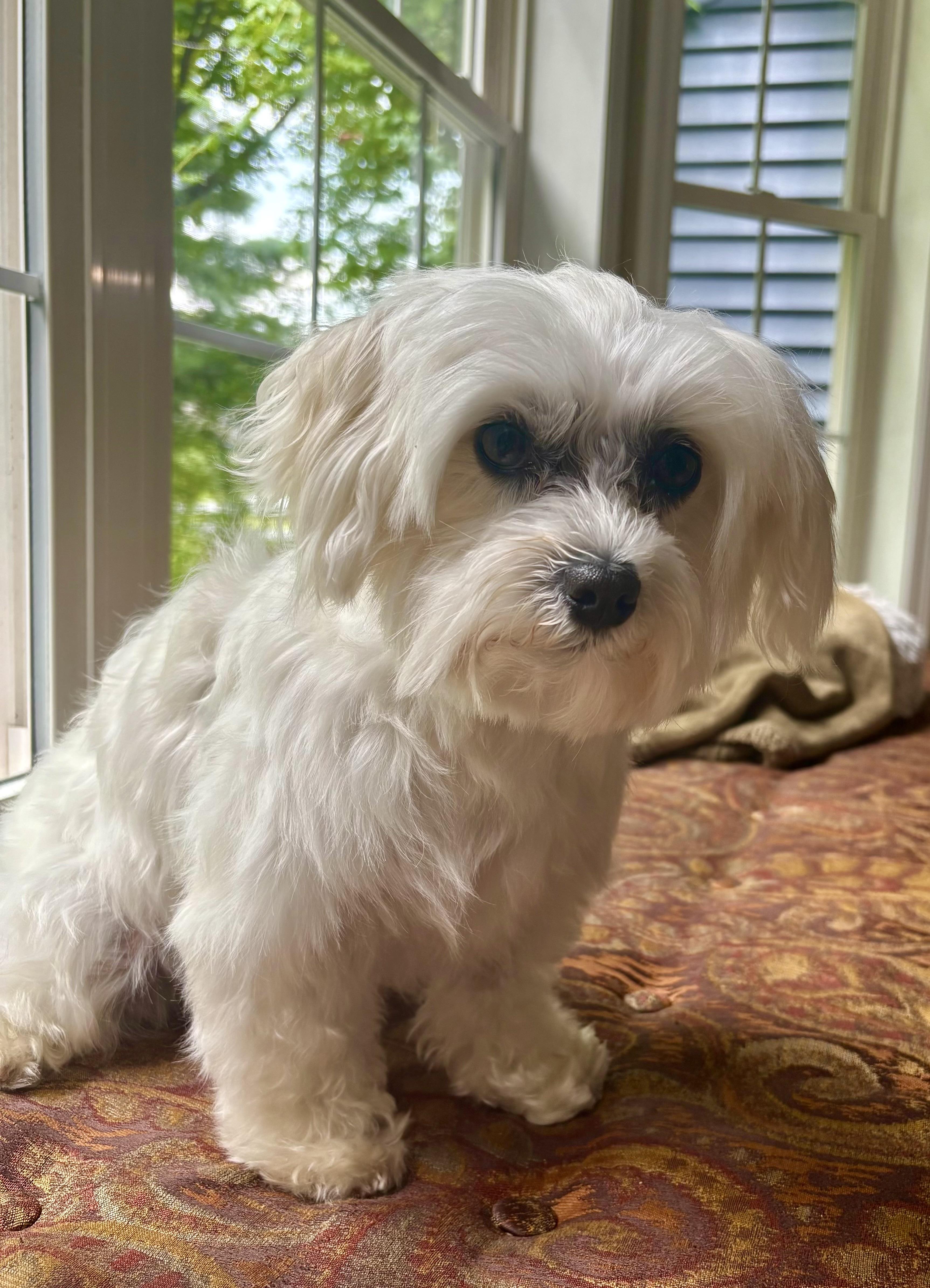 Bug, Adopted, Young Female Maltese.