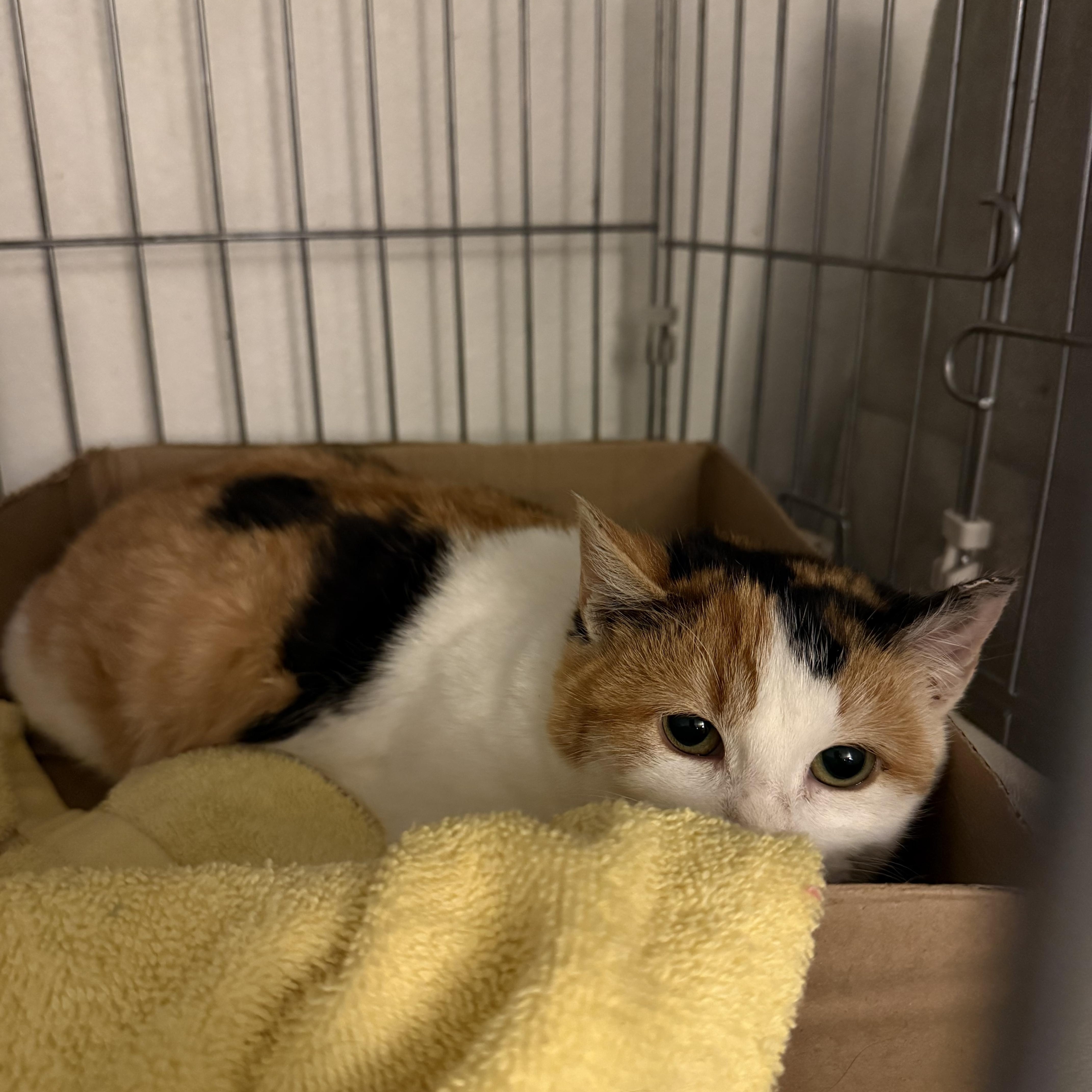 Enlarge Toffee, a ADOPTABLE Domestic Short Hair in Milwaukee, WI image 4/6
