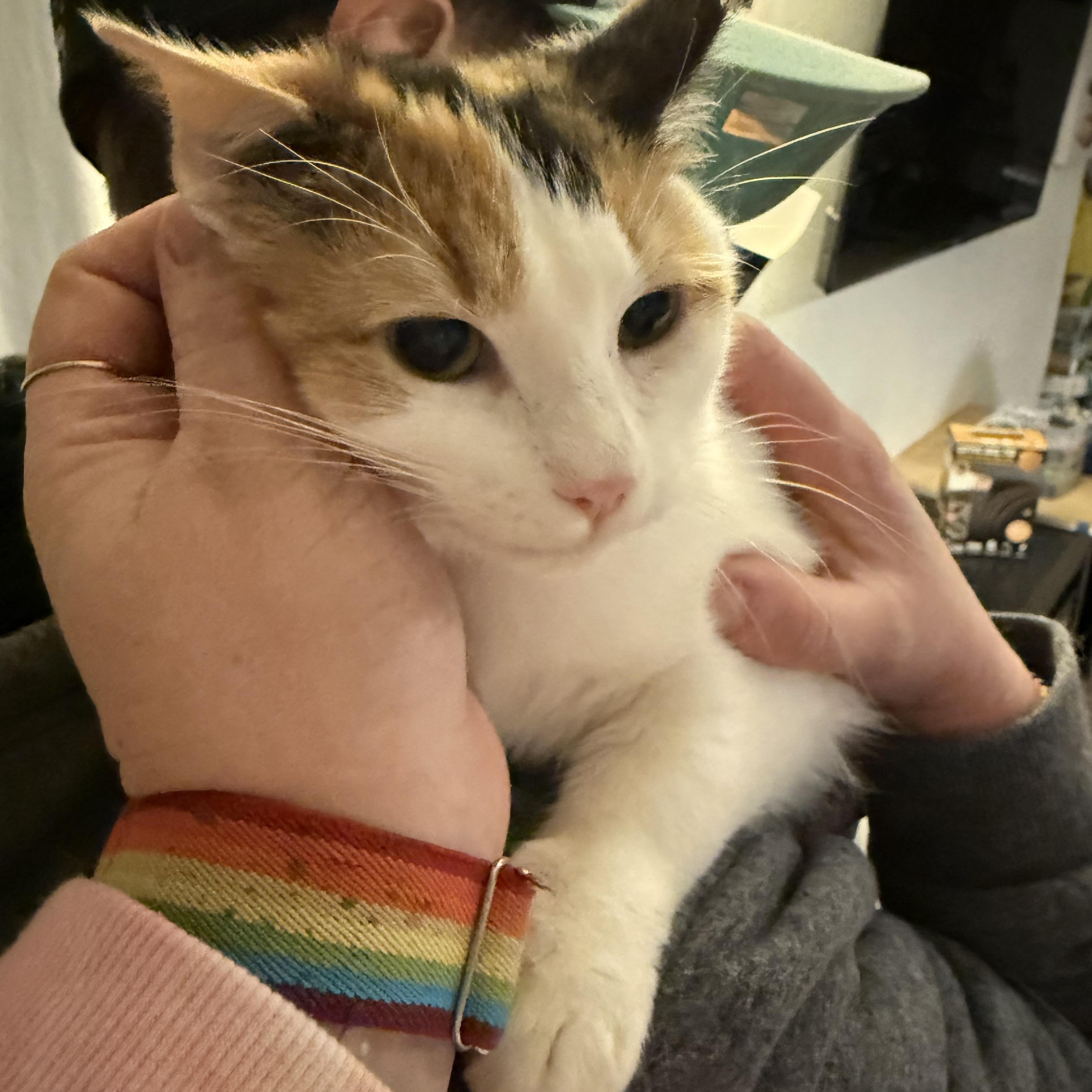 Toffee, ADOPTABLE, Young Female Domestic Short Hair.