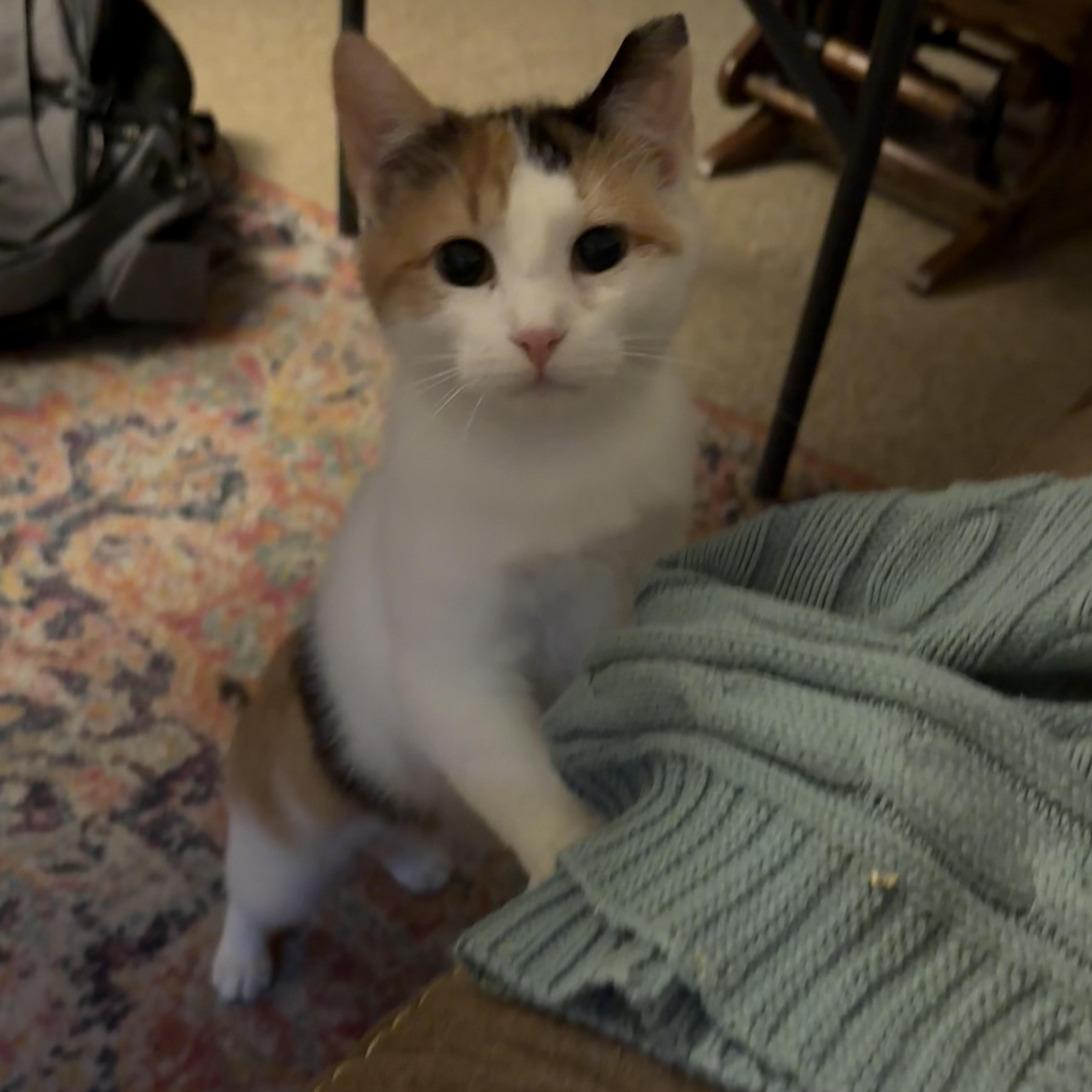 Enlarge Toffee, a ADOPTABLE Domestic Short Hair in Milwaukee, WI image 2/6