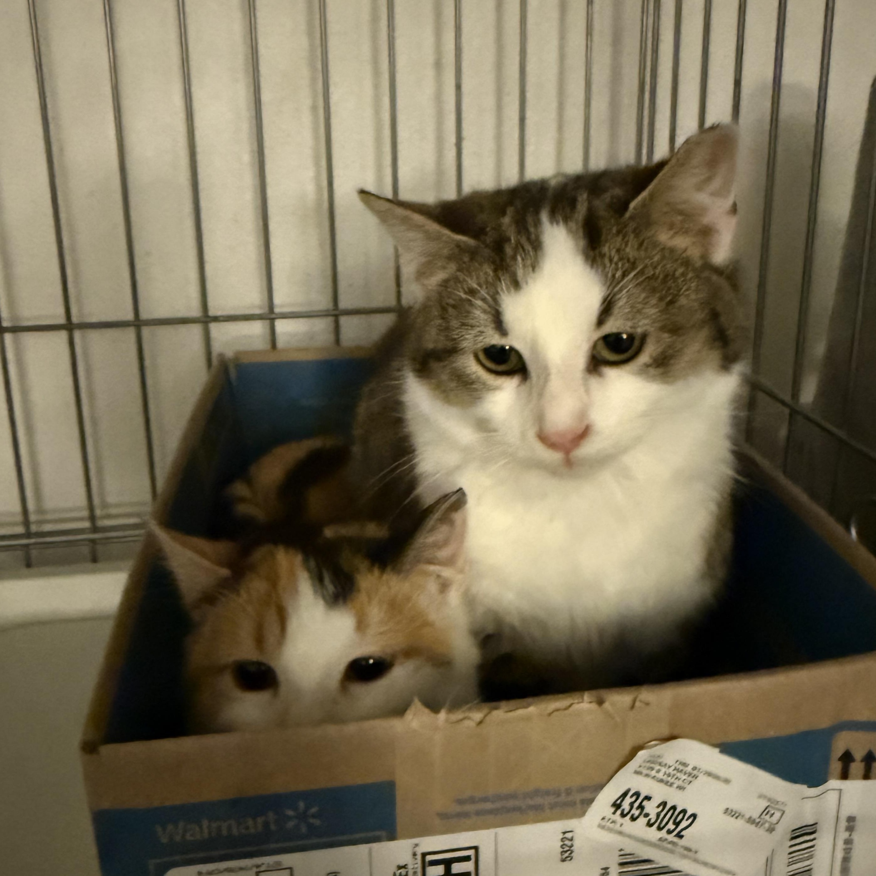 Enlarge Toffee, a ADOPTABLE Domestic Short Hair in Milwaukee, WI image 5/6