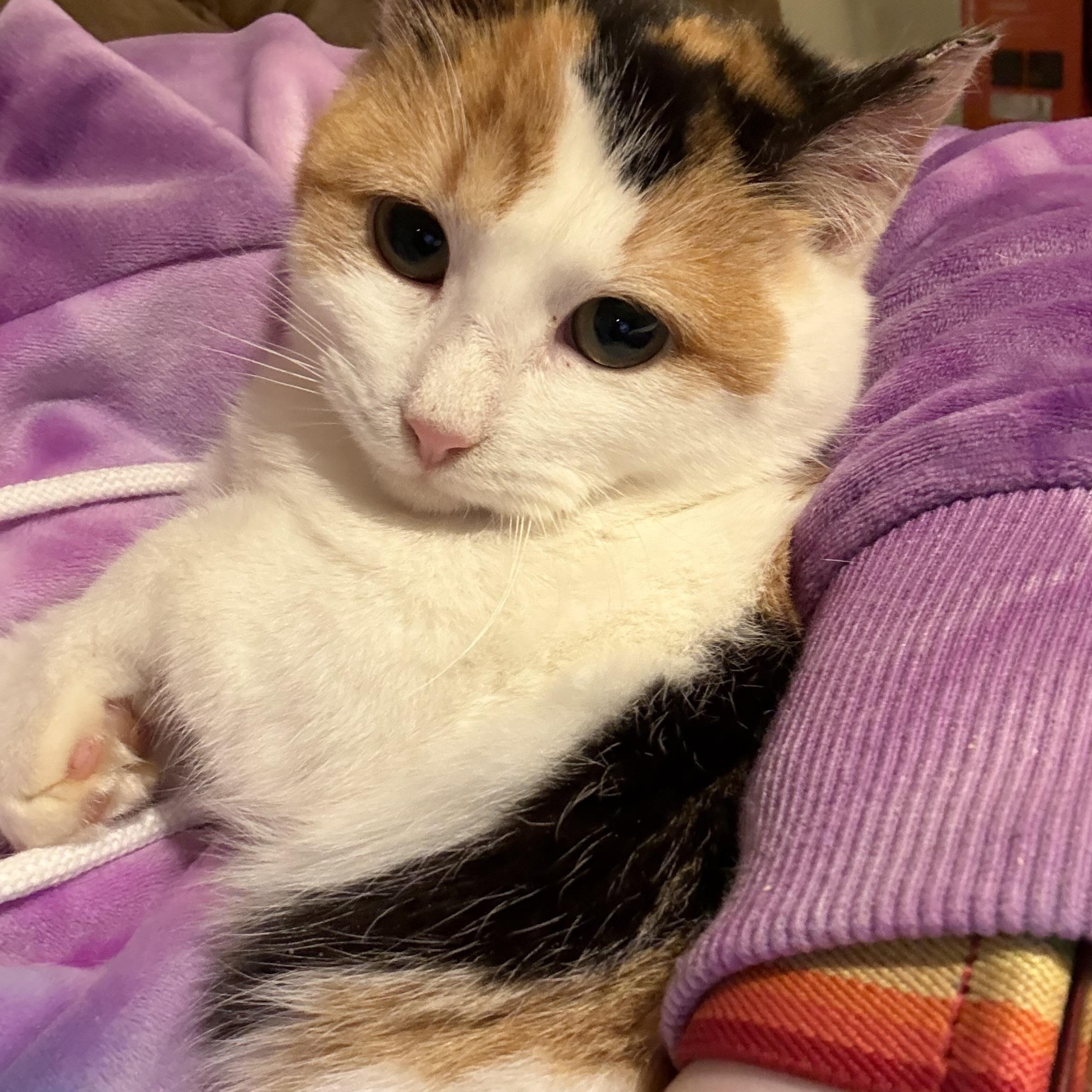 Enlarge Toffee, a ADOPTABLE Domestic Short Hair in Milwaukee, WI image 6/6