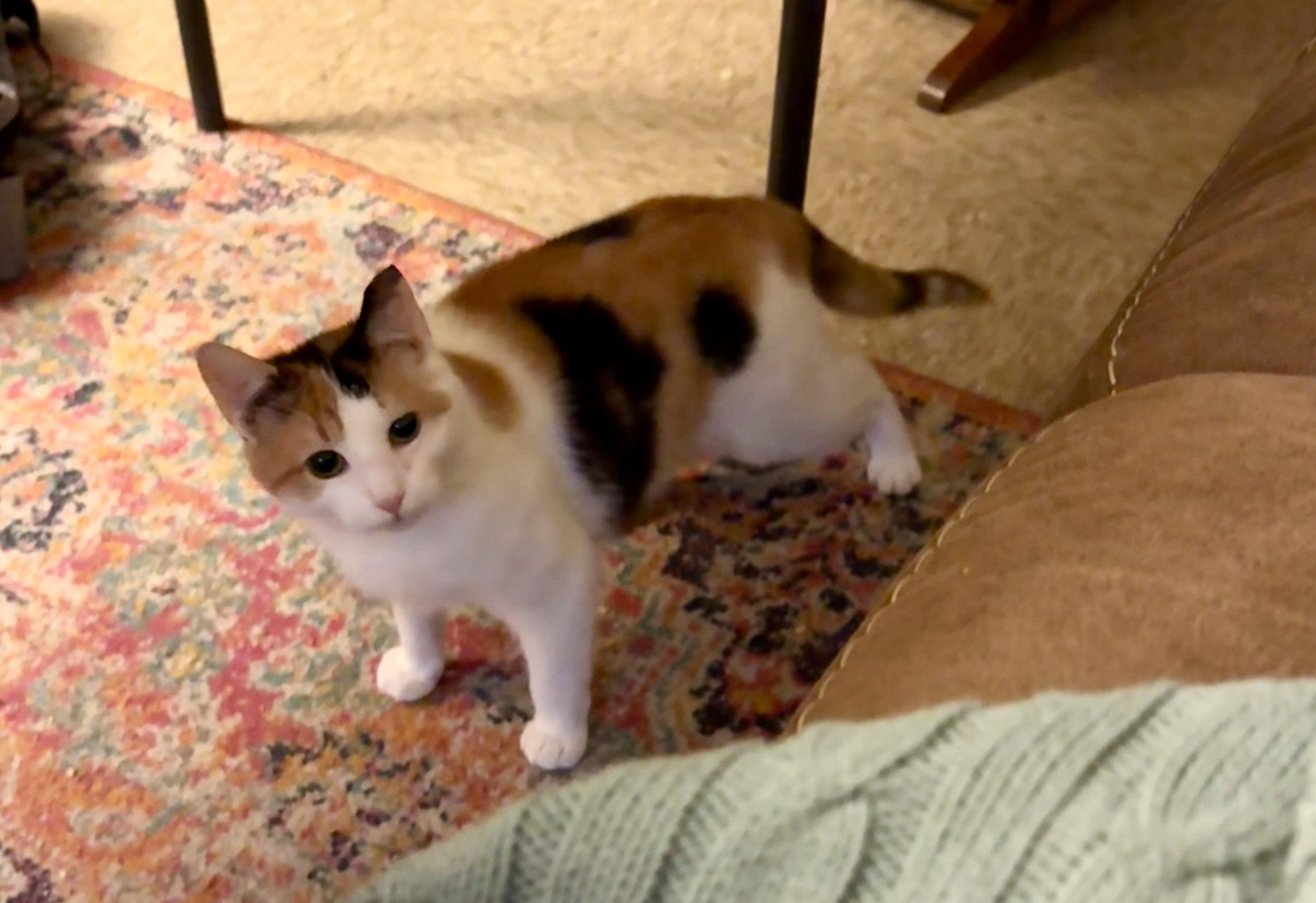 Enlarge Toffee, a ADOPTABLE Domestic Short Hair in Milwaukee, WI image 3/6