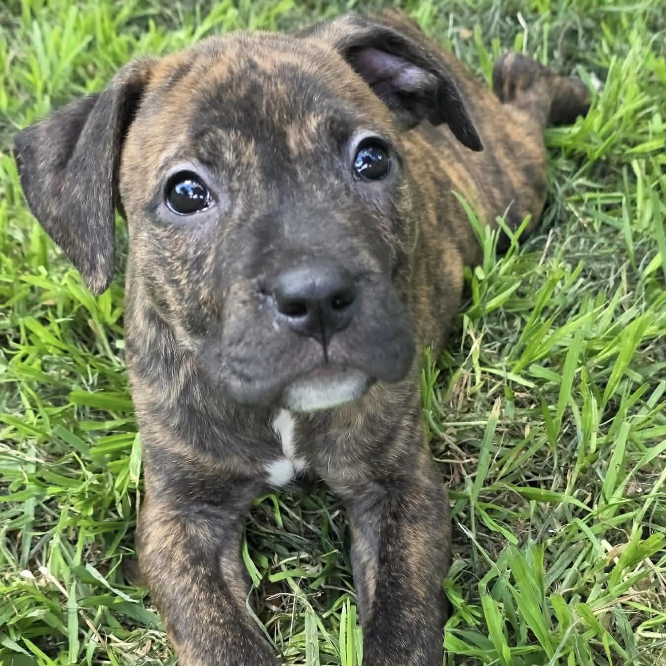 Emilia, adopted, Puppy Female Cane Corso & Pit Bull Terrier.