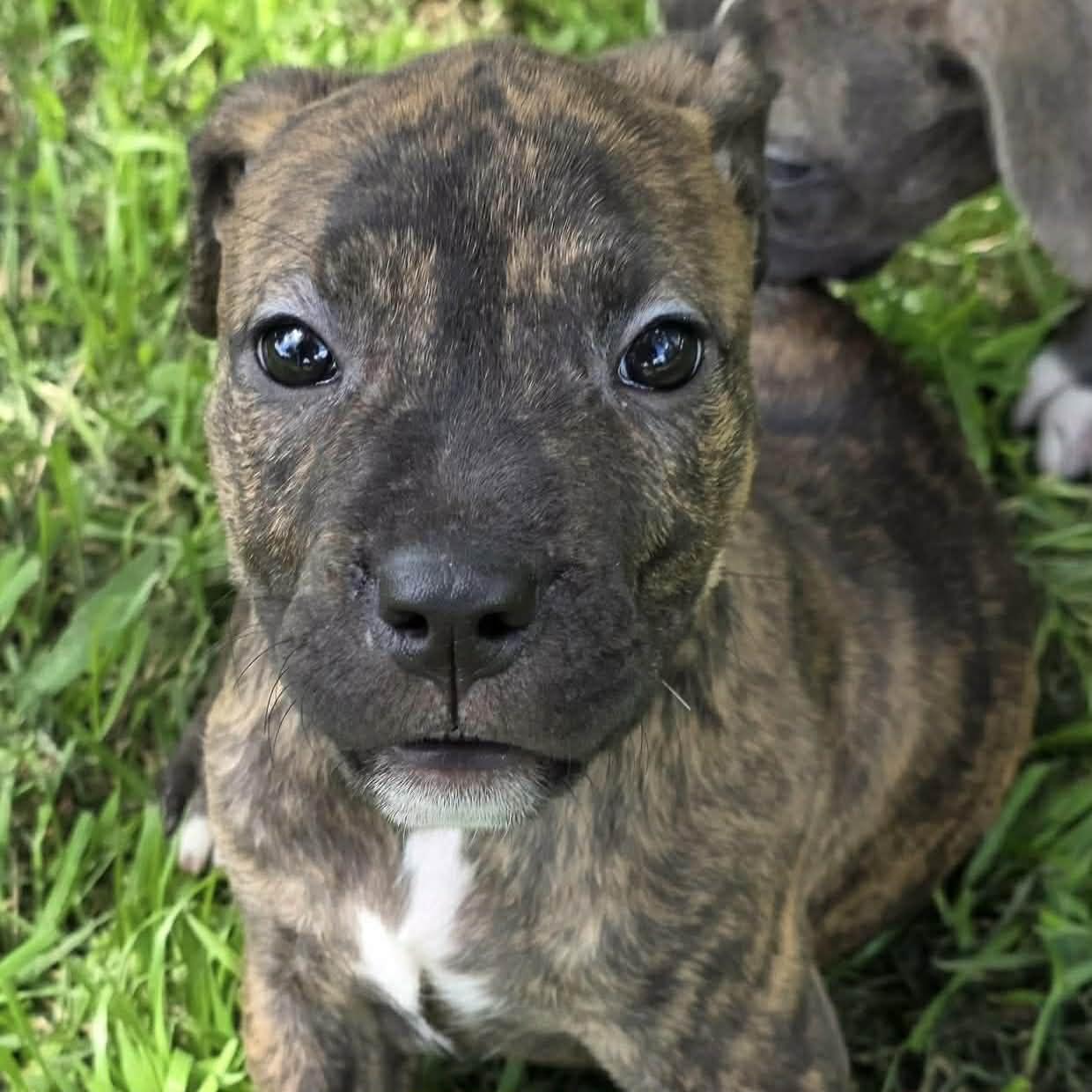 Enlarge Emilia, an adopted mixed breed in Bryan, TX image 3/3