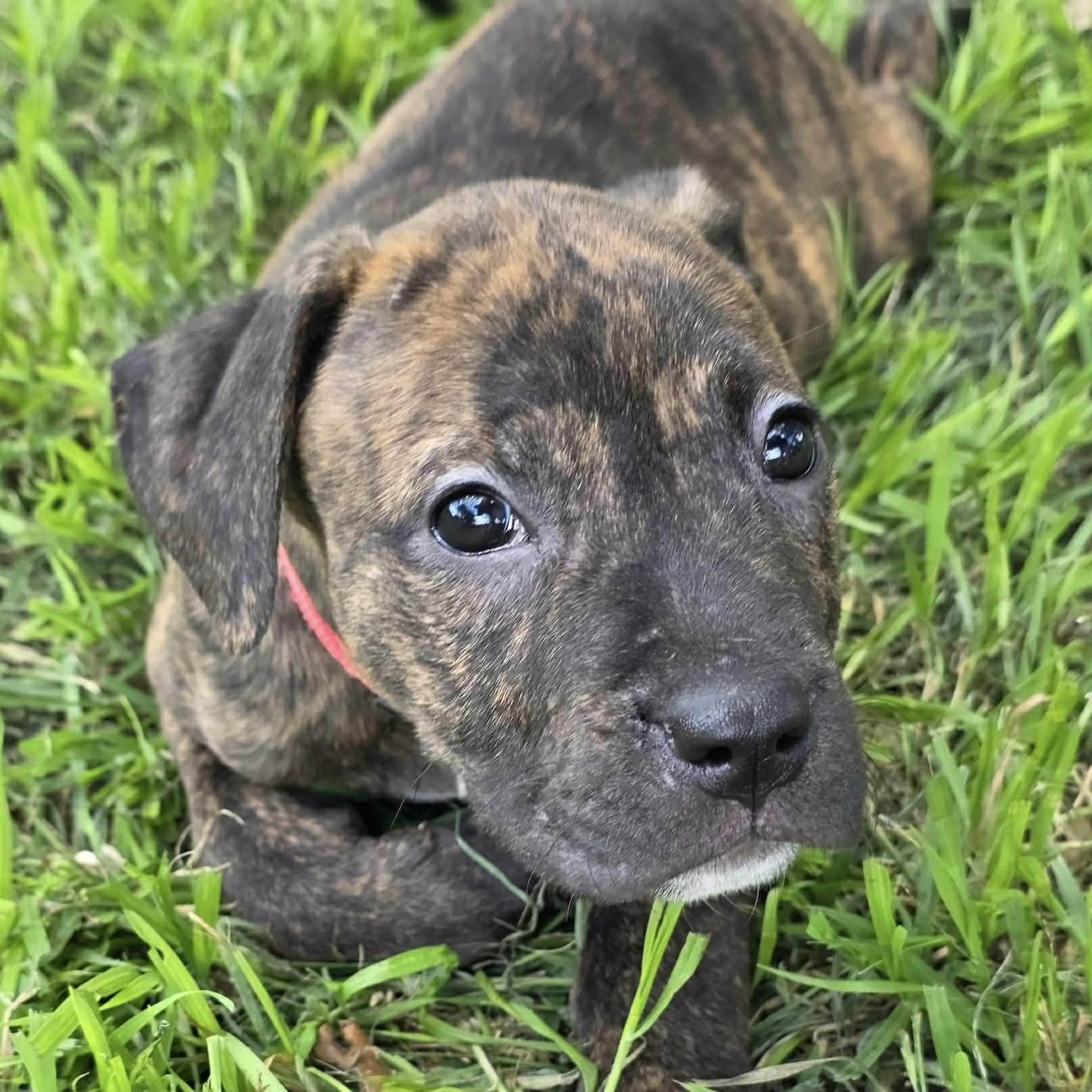 Enlarge Emilia, an adopted mixed breed in Bryan, TX image 2/3