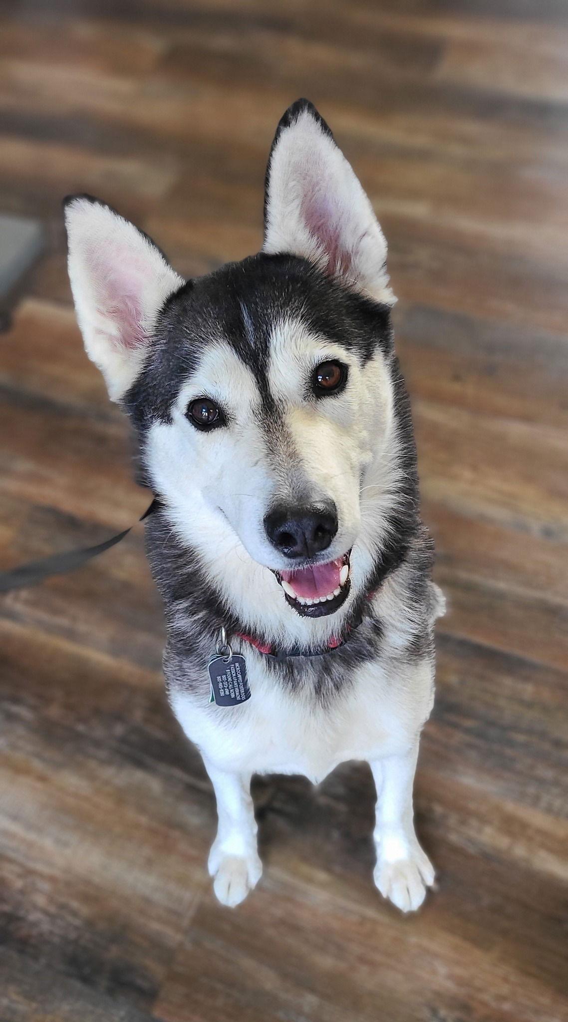 Ferda aka Katniss, Adoptable, Adult Female Mixed Breed.