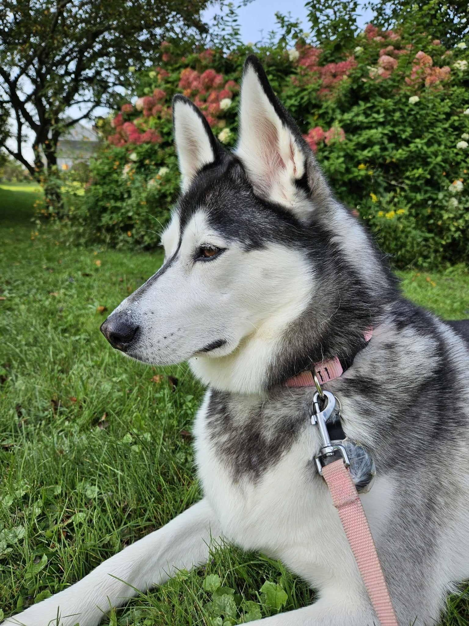 Ferda aka Katniss, a Adoptable Mixed Breed in Shelburne, VT image 3/3