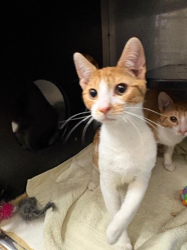 Prancer, Adoptable, Adult Male Domestic Short Hair.