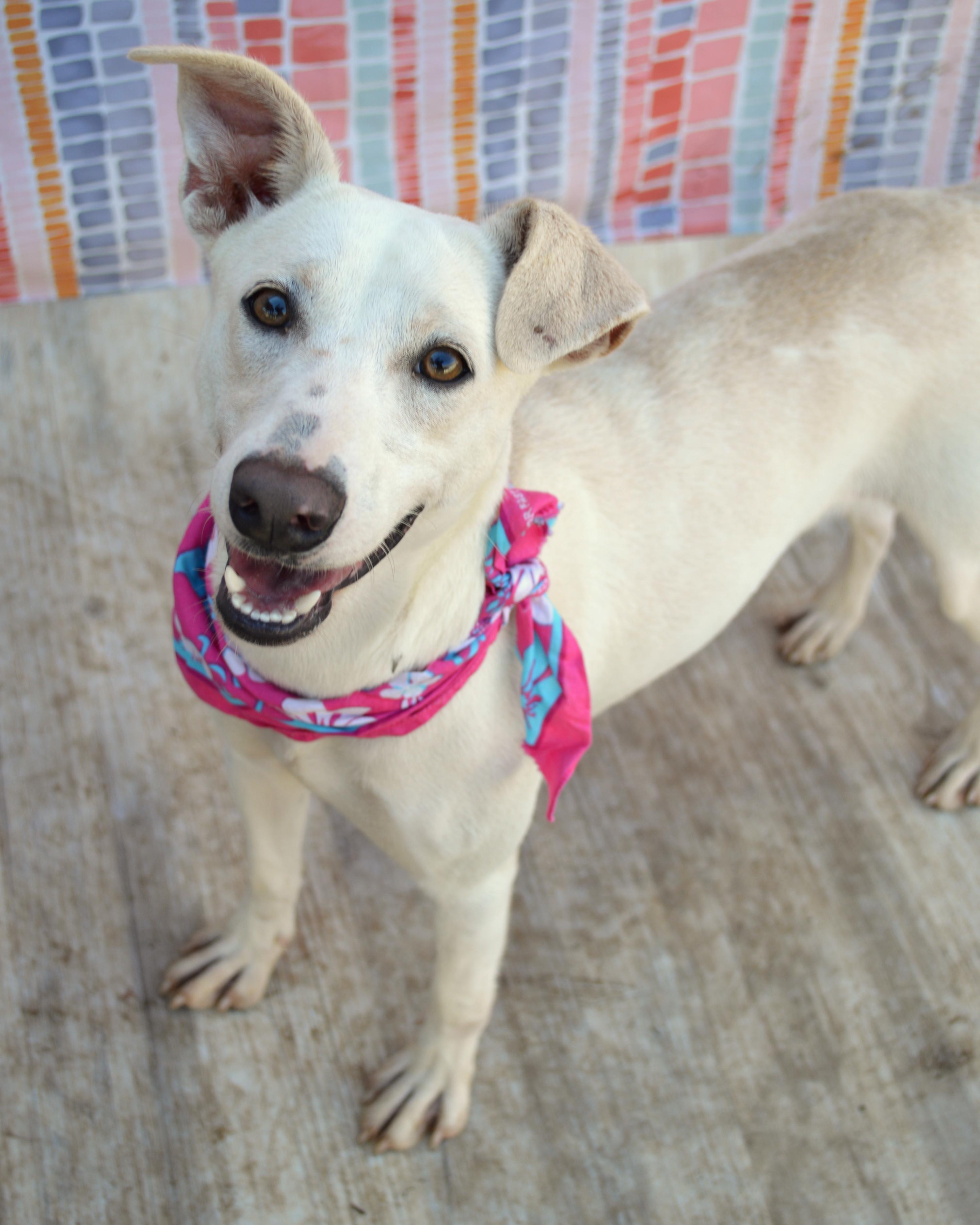 Lainey, an adopted mixed breed in Milton, FL image 1/6