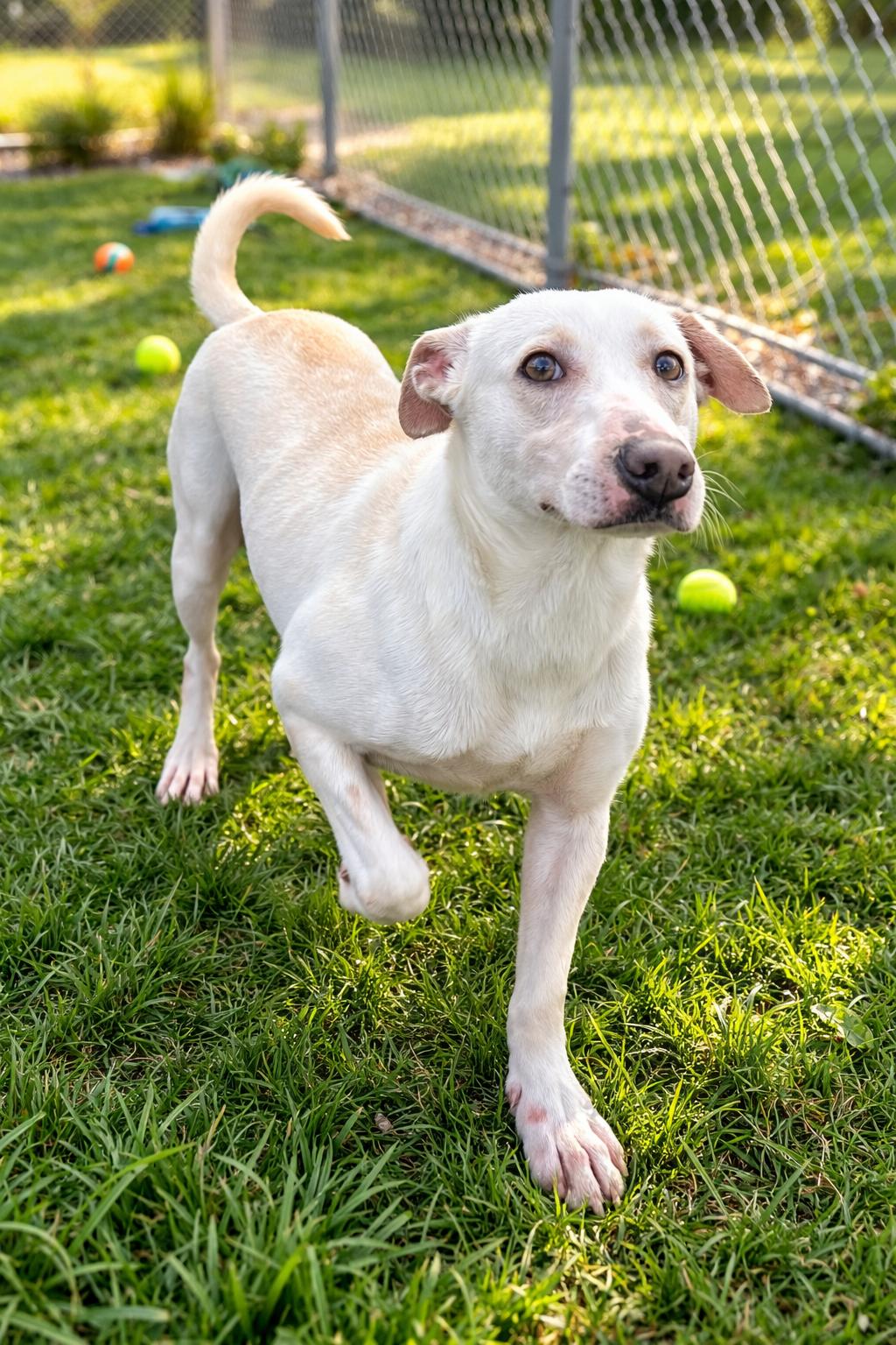 Lainey, an adopted mixed breed in Milton, FL image 4/6