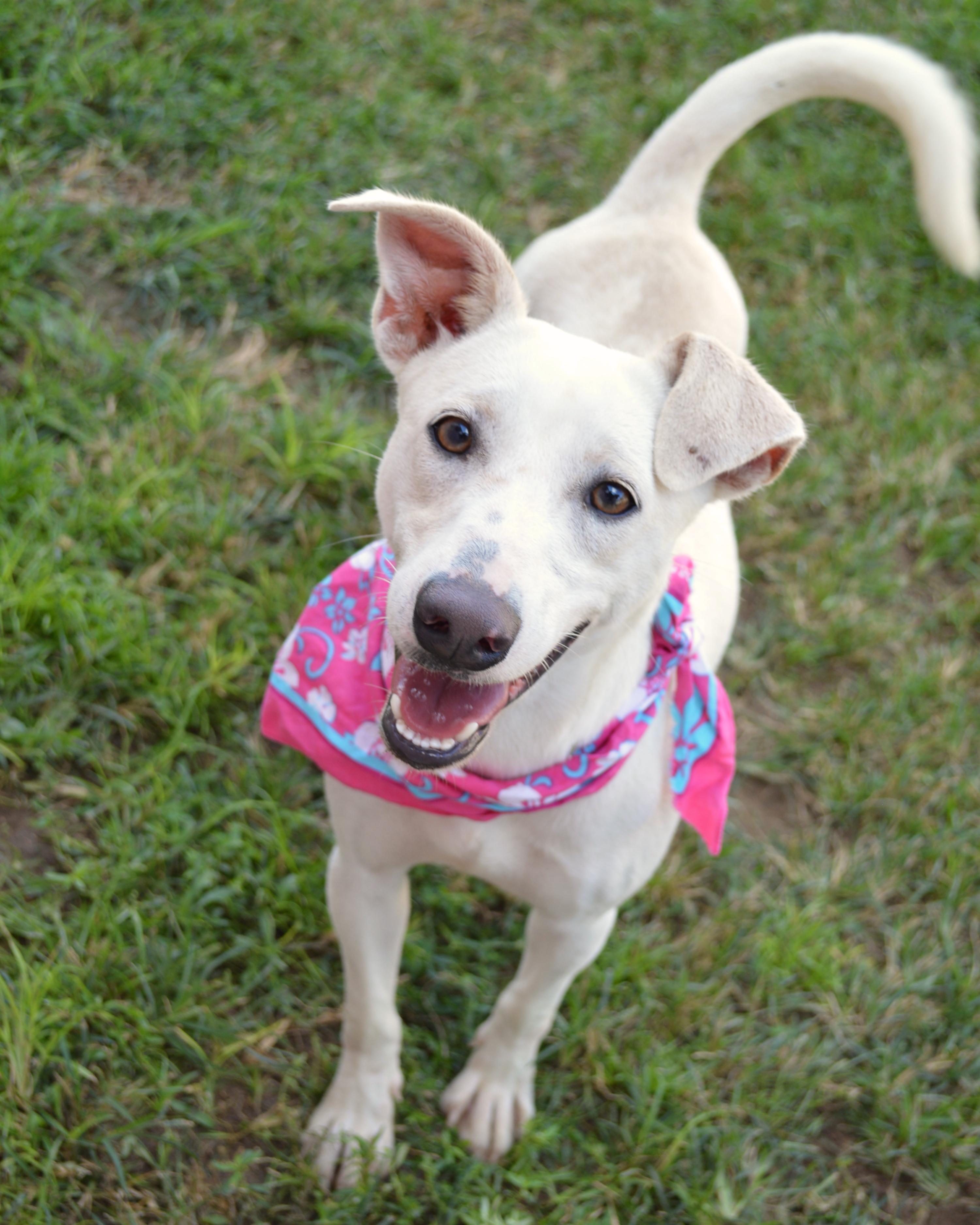 Lainey, an adopted mixed breed in Milton, FL image 2/6