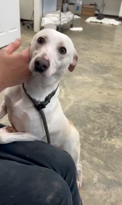 Enlarge Lainey, an adopted mixed breed in Milton, FL video 6/6
