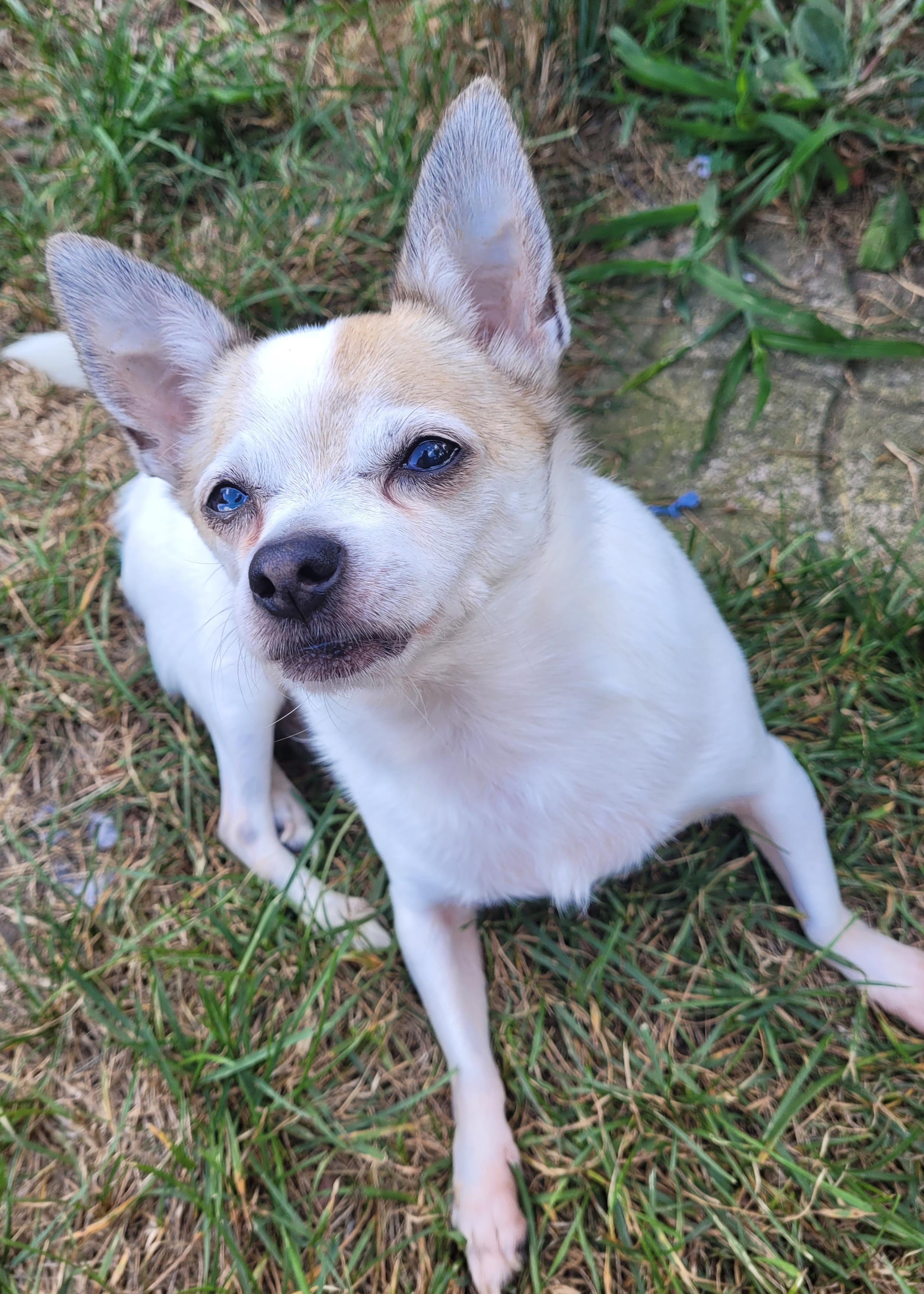 Denny ( Please read my description thoroughly, I am in a holistic rescue), an adoptable Chihuahua in Warren, MI, 48091 | Photo Image 5