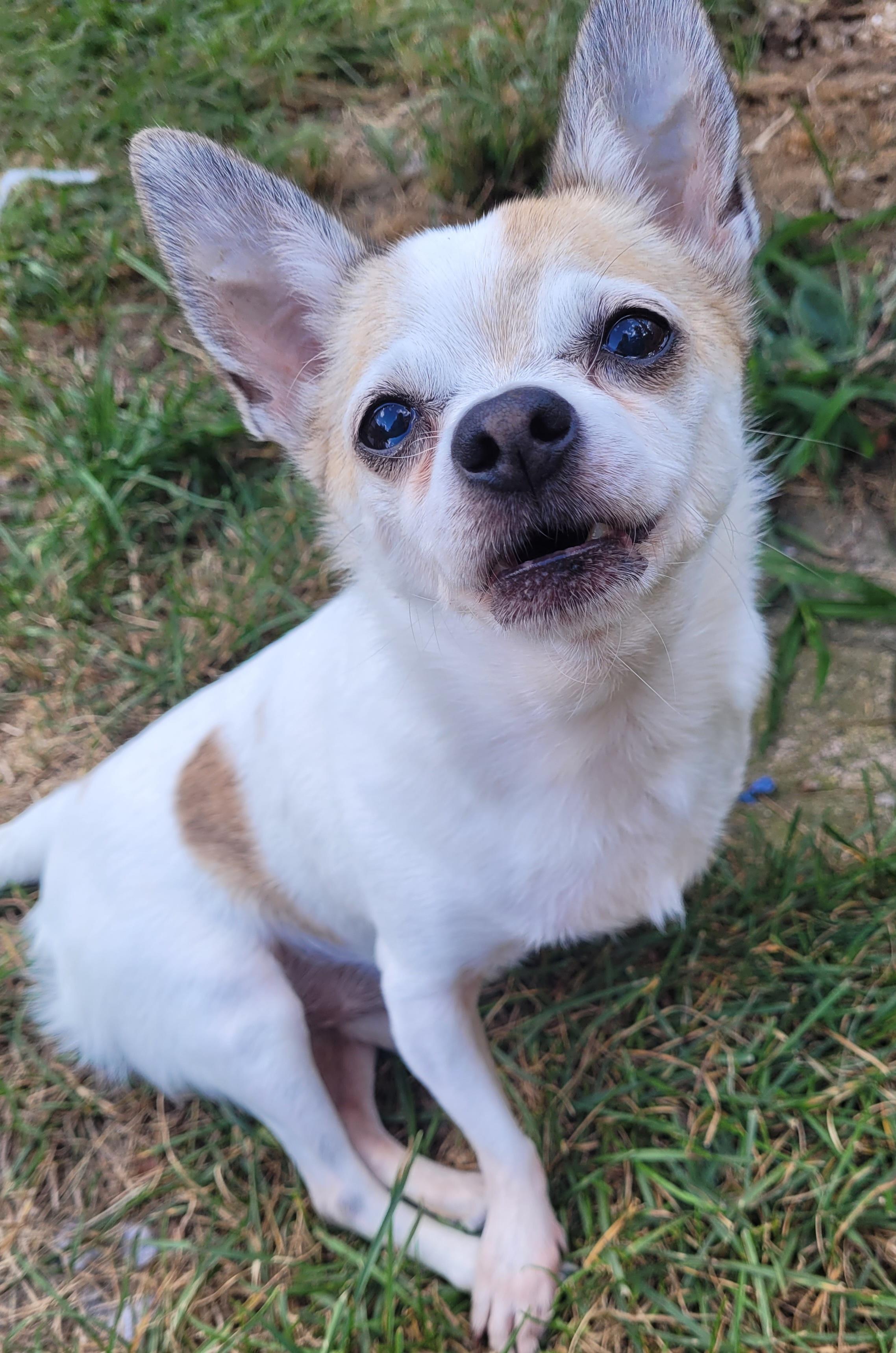 Denny ( Please read my description thoroughly, I am in a holistic rescue), an adoptable Chihuahua in Warren, MI, 48091 | Photo Image 2