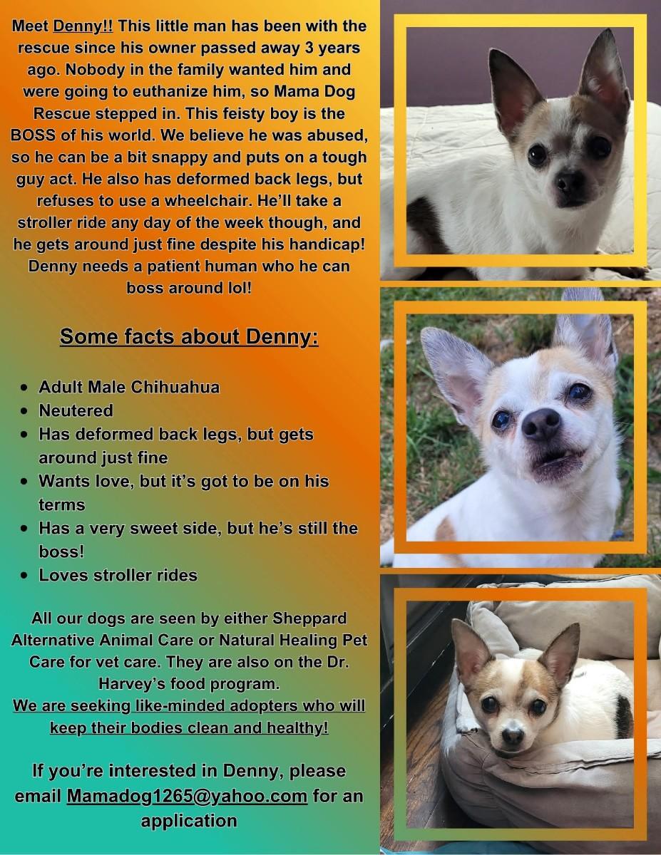 Denny ( Please read my description thoroughly, I am in a holistic rescue), an adoptable Chihuahua in Warren, MI, 48091 | Photo Image 6