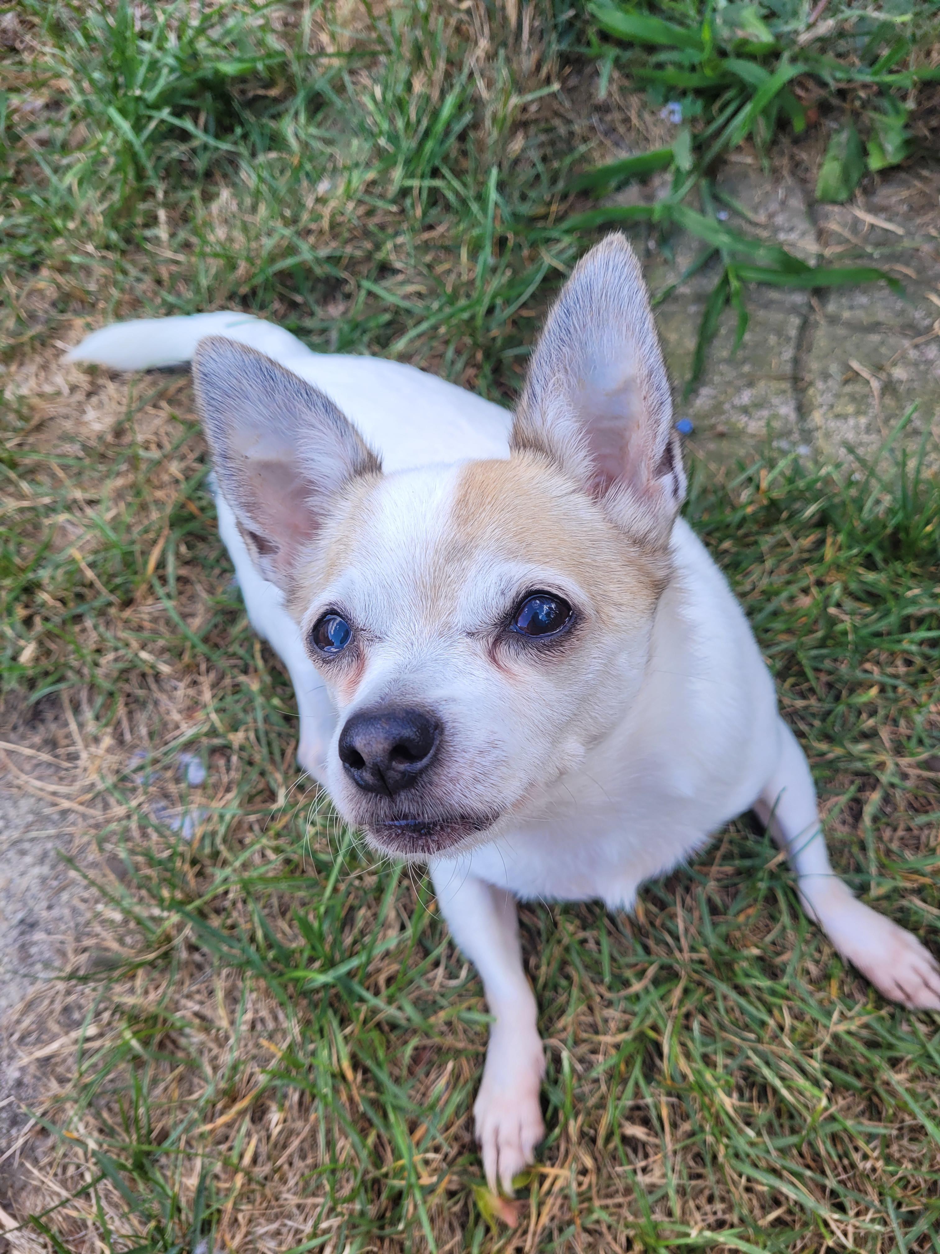 Denny ( Please read my description thoroughly, I am in a holistic rescue), an adoptable Chihuahua in Warren, MI, 48091 | Photo Image 3