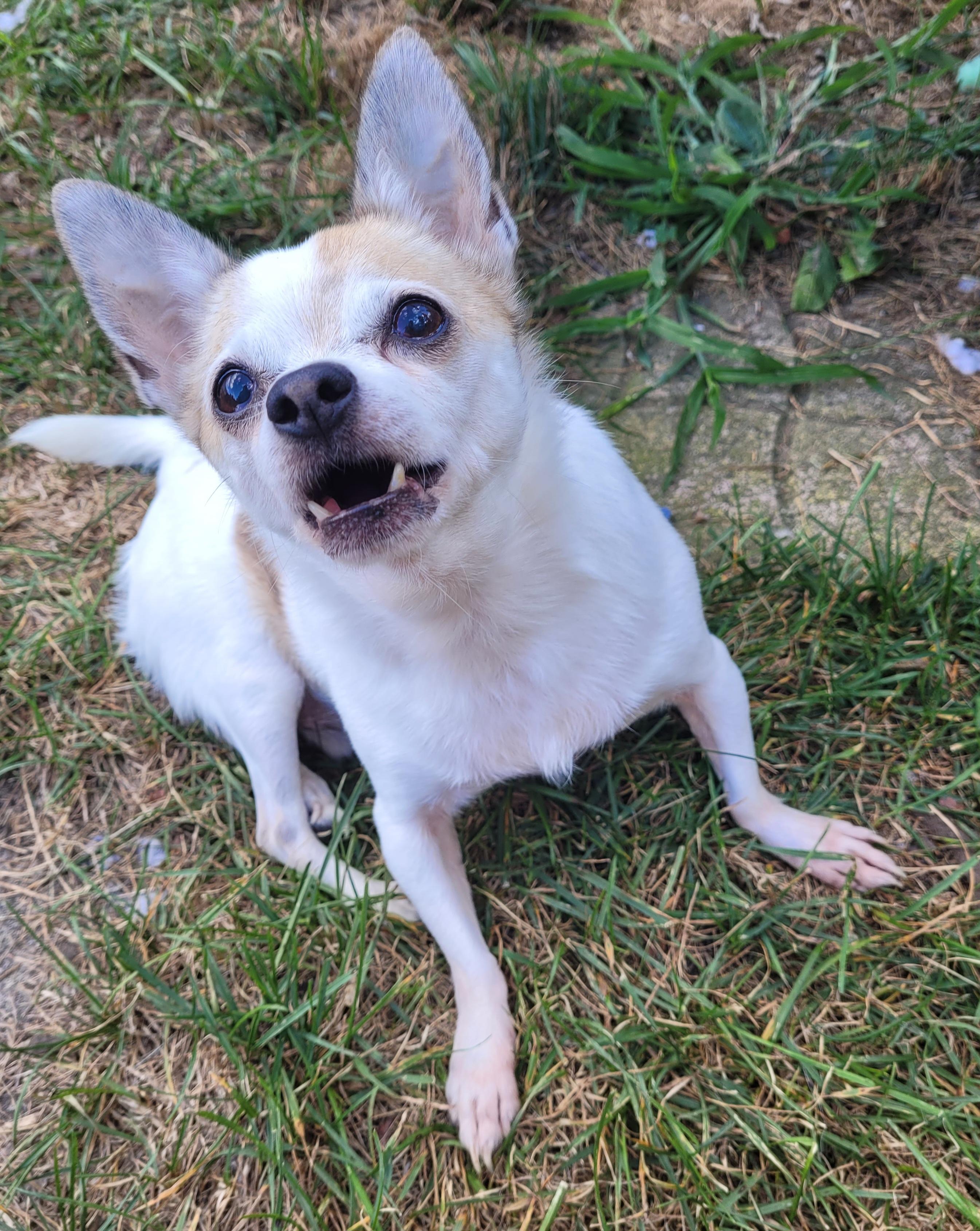 Denny ( Please read my description thoroughly, I am in a holistic rescue), an adoptable Chihuahua in Warren, MI, 48091 | Photo Image 4