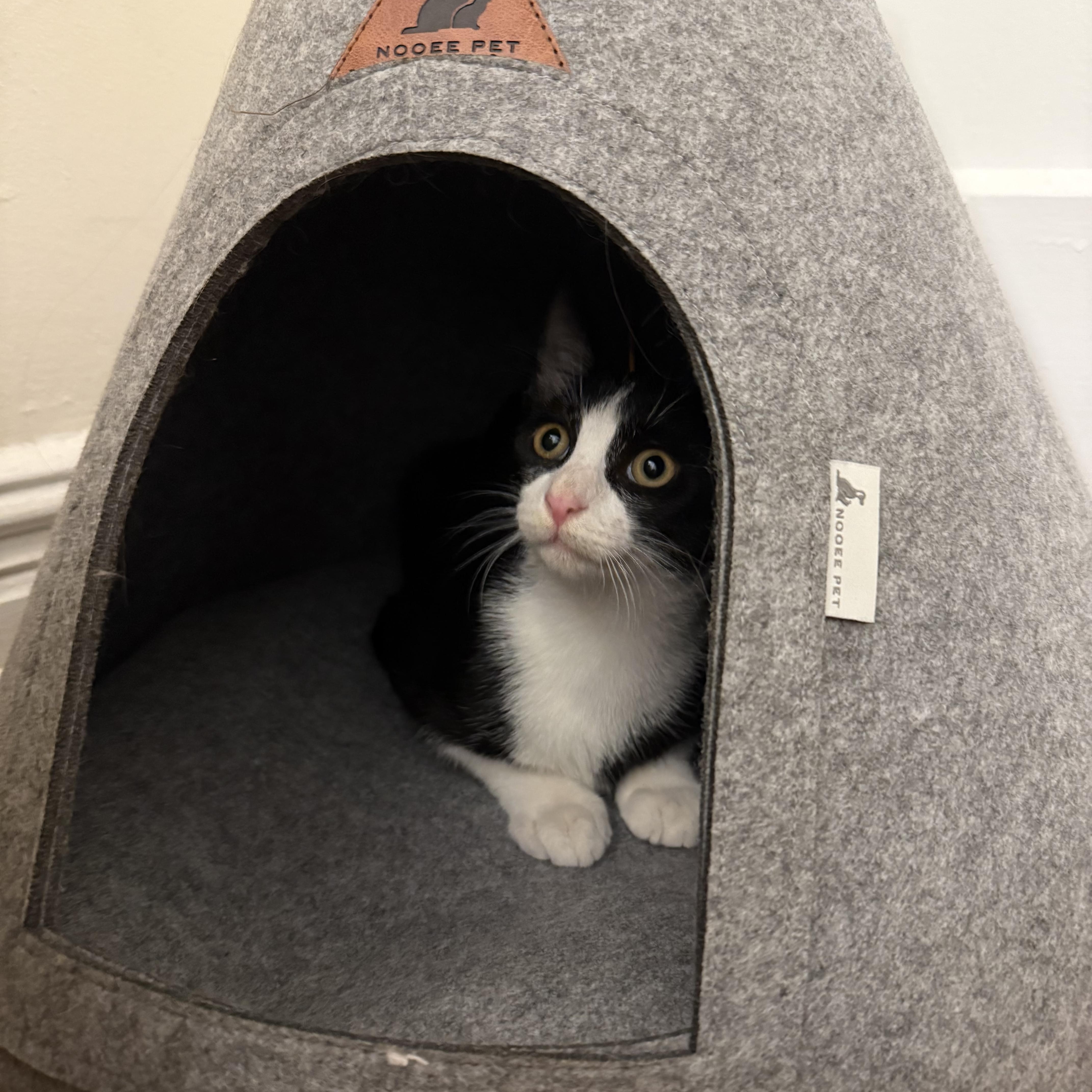Enlarge Mishti, a Adoptable American Shorthair in Brooklyn, NY image 3/3