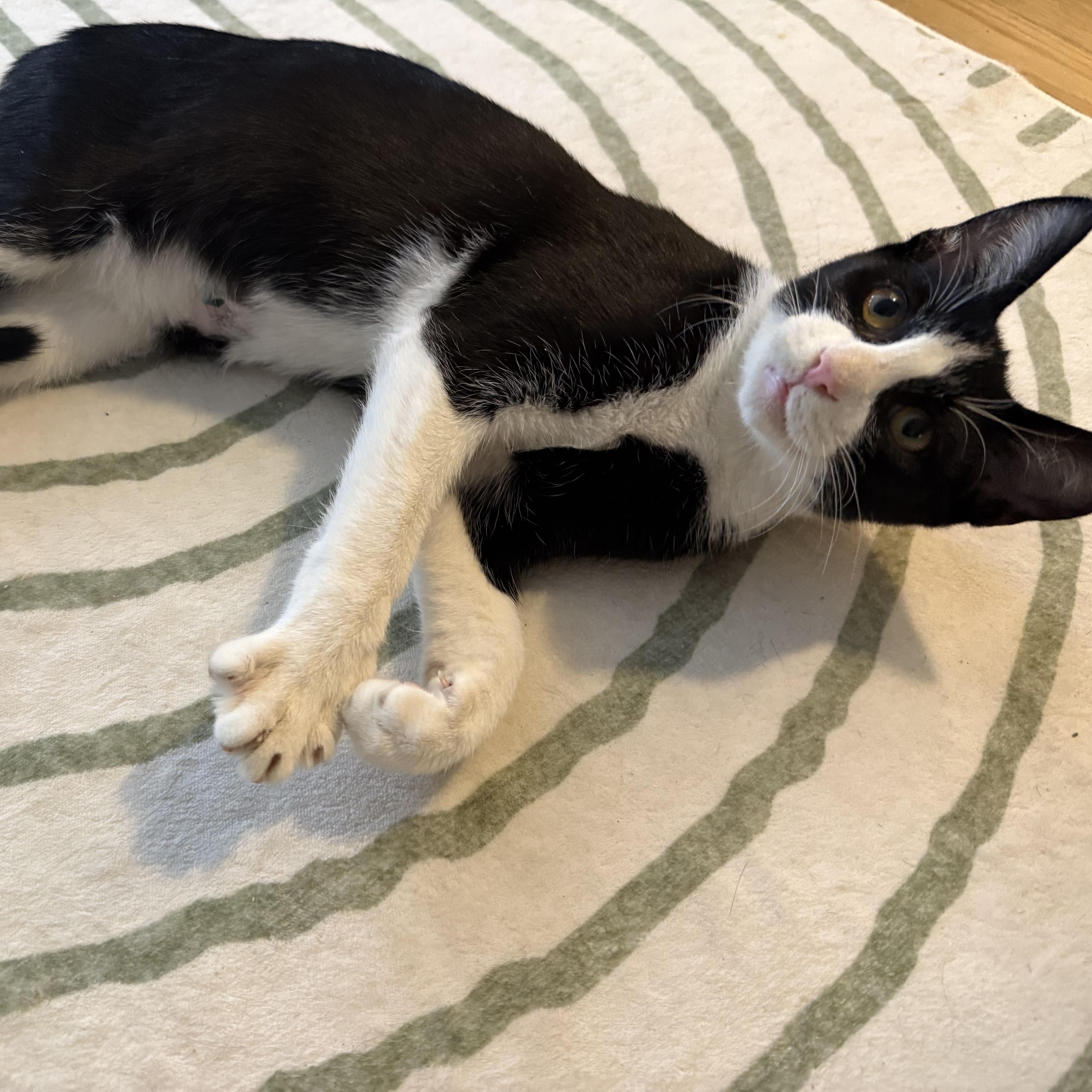 Mishti, Adoptable, Kitten Male American Shorthair.