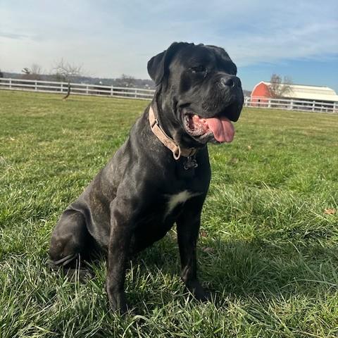 Maggie May, Adoptable, Young Female Cane Corso.