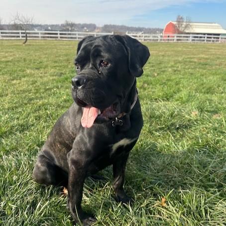 Enlarge Maggie May, a Adoptable mixed breed in Phoenixville, PA image 4/6