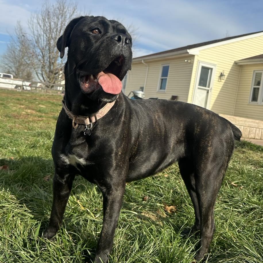 Enlarge Maggie May, a Adoptable mixed breed in Phoenixville, PA image 2/6