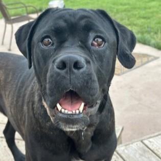 Enlarge Maggie May, a Adoptable mixed breed in Phoenixville, PA image 5/6