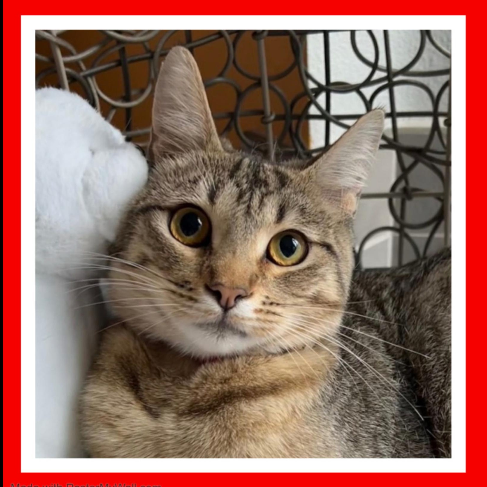 Enlarge DeLatisse Girl, a Adoptable mixed breed in Beaverton, OR image 4/4