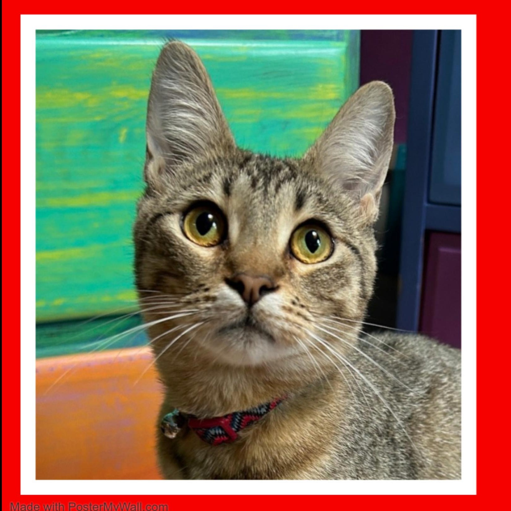 DeLatisse Girl, Adoptable, Kitten Female Domestic Short Hair & Tabby.