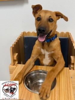 Enlarge Scrappy, a Adoptable mixed breed in Shasta Lake, CA image 3/3