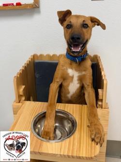 Enlarge Scrappy, a Adoptable mixed breed in Shasta Lake, CA image 2/3
