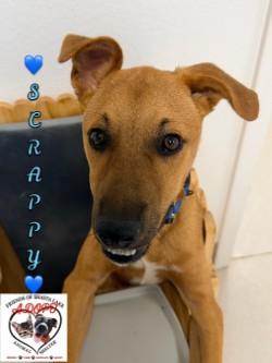 Scrappy, Adoptable, Young Male Shepherd & Mixed Breed.