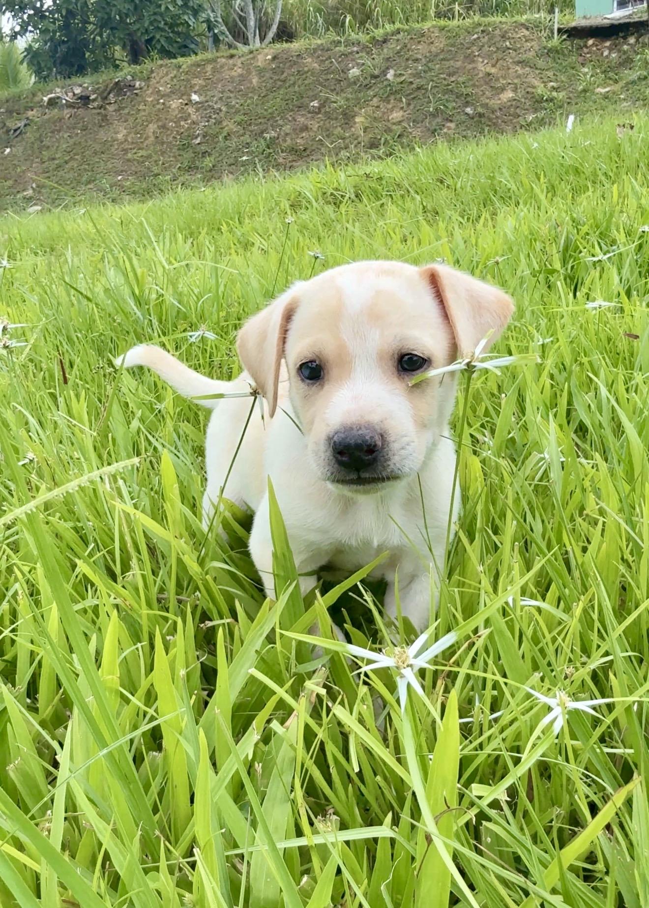 Enlarge  Ónix - Blue Eye, Smart, Loving Boy Puppy *LOW FEE*, a Adoptable mixed breed in Boston, MA image 6/6