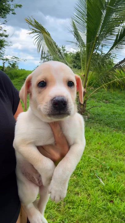 Enlarge  Ónix - Blue Eye, Smart, Loving Boy Puppy *LOW FEE*, a Adoptable mixed breed in Boston, MA video 4/6