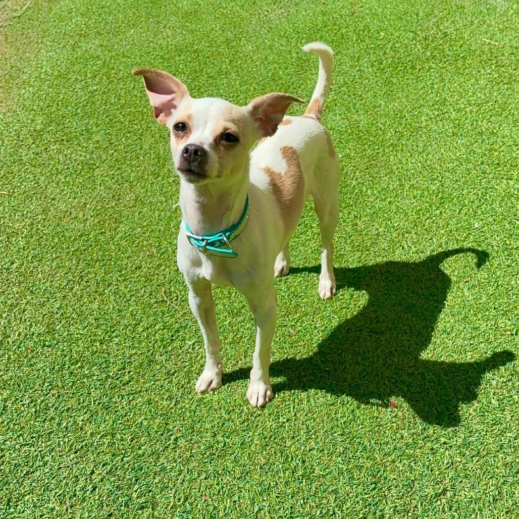 Enlarge Flora, a Adoptable Mixed Breed in Las Cruces, NM image 1/4