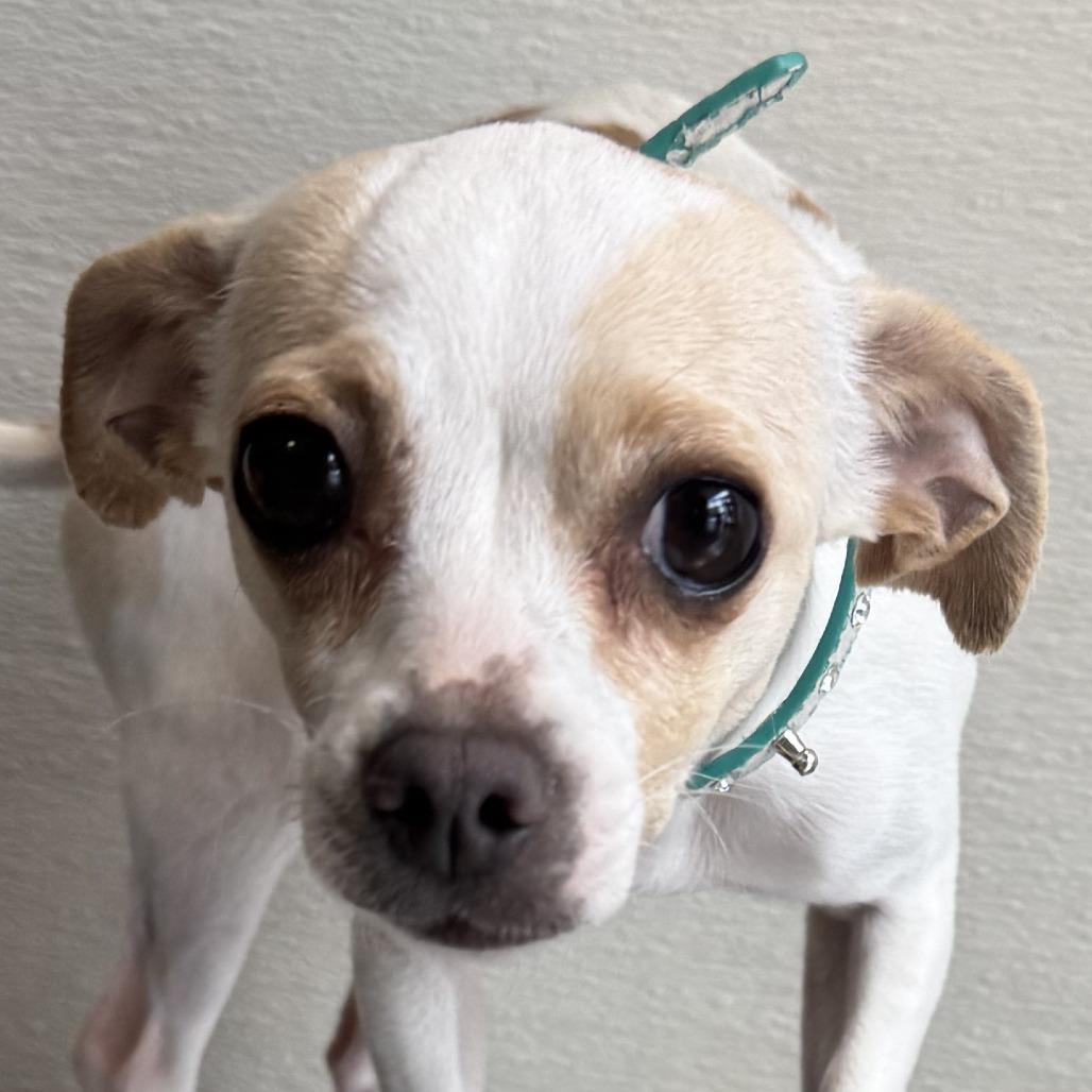 Enlarge Flora, a Adoptable Mixed Breed in Las Cruces, NM image 2/4