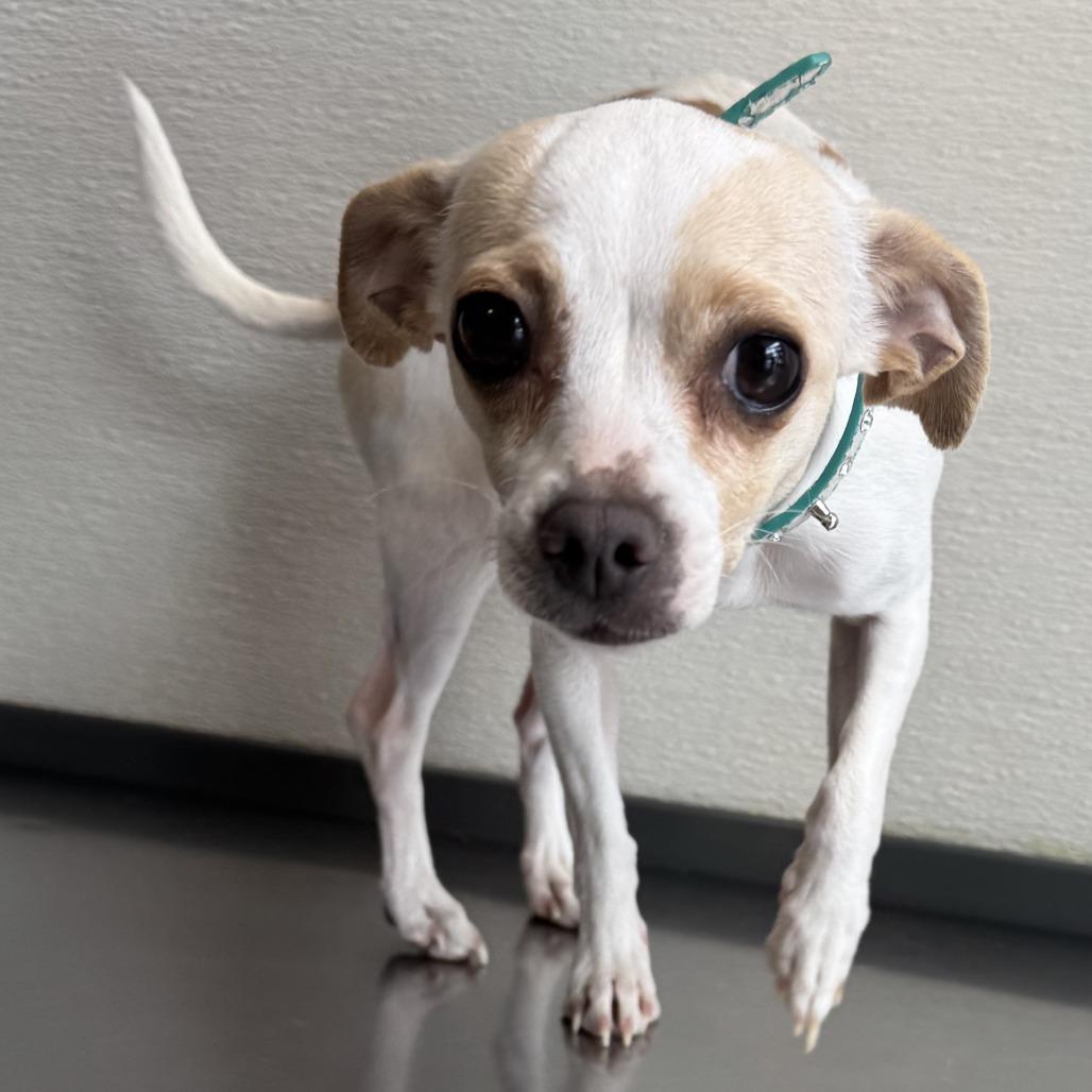 Enlarge Flora, a Adoptable Mixed Breed in Las Cruces, NM image 3/4