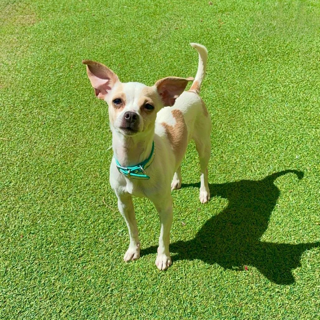 Enlarge Flora, a Adoptable Mixed Breed in Las Cruces, NM image 4/4