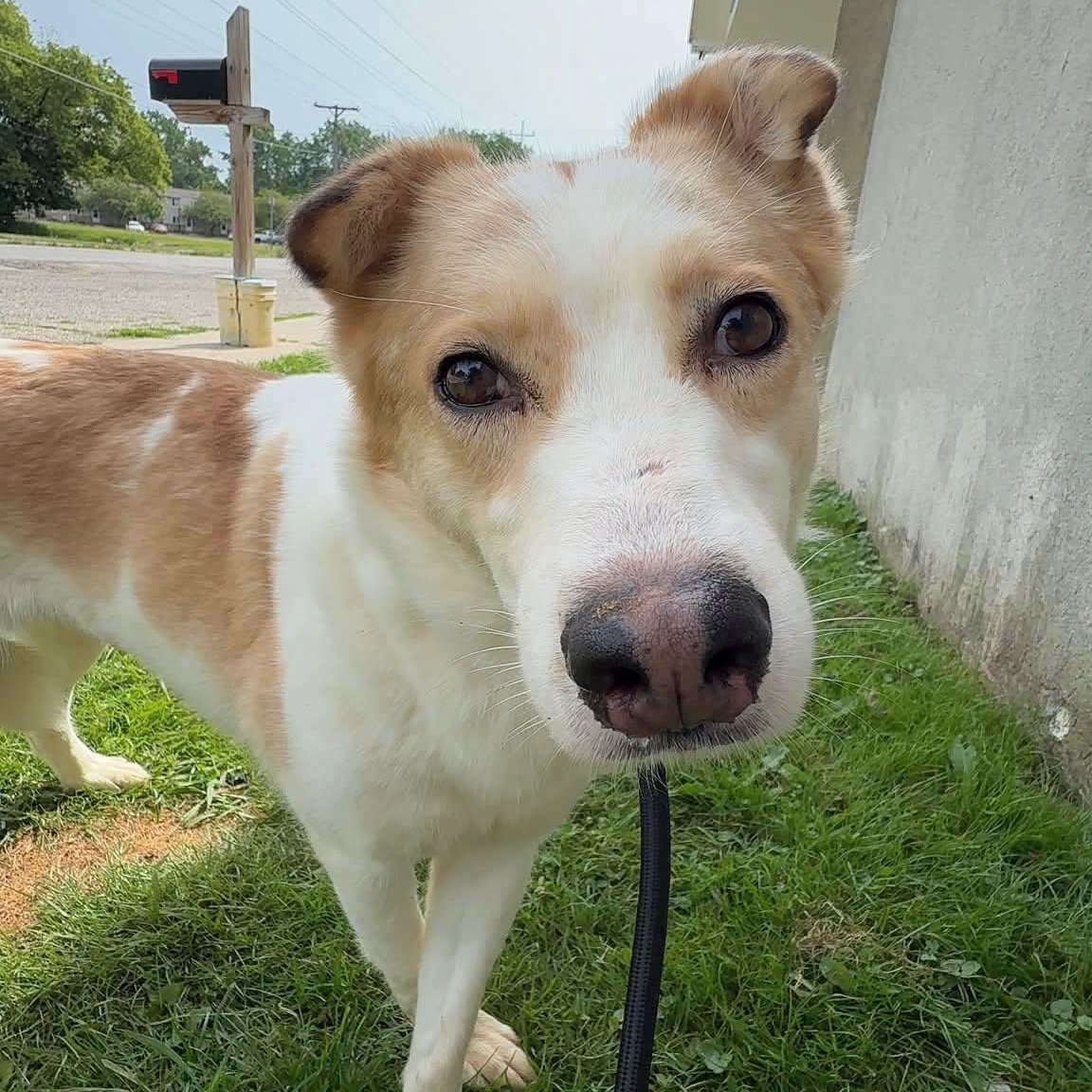 Enlarge Mochi, a ADOPTABLE mixed breed in Alma, MI image 2/3