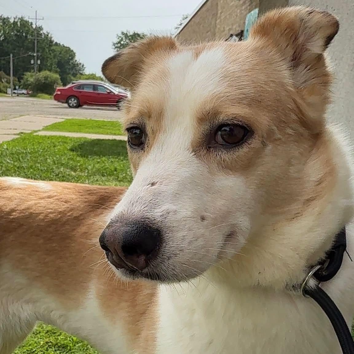 Mochi, ADOPTABLE, Young Female Husky.
