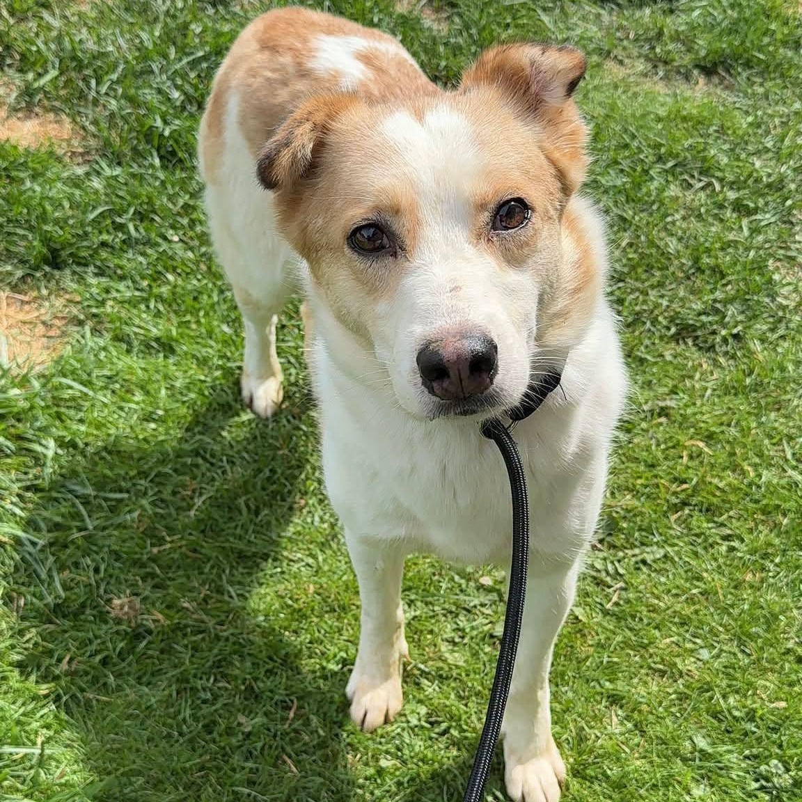Enlarge Mochi, a ADOPTABLE mixed breed in Alma, MI image 3/3