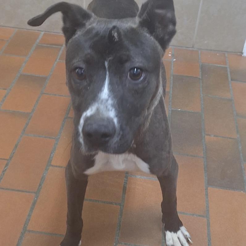 4231 MACEY, Adoptable, Young Female Pit Bull Terrier.