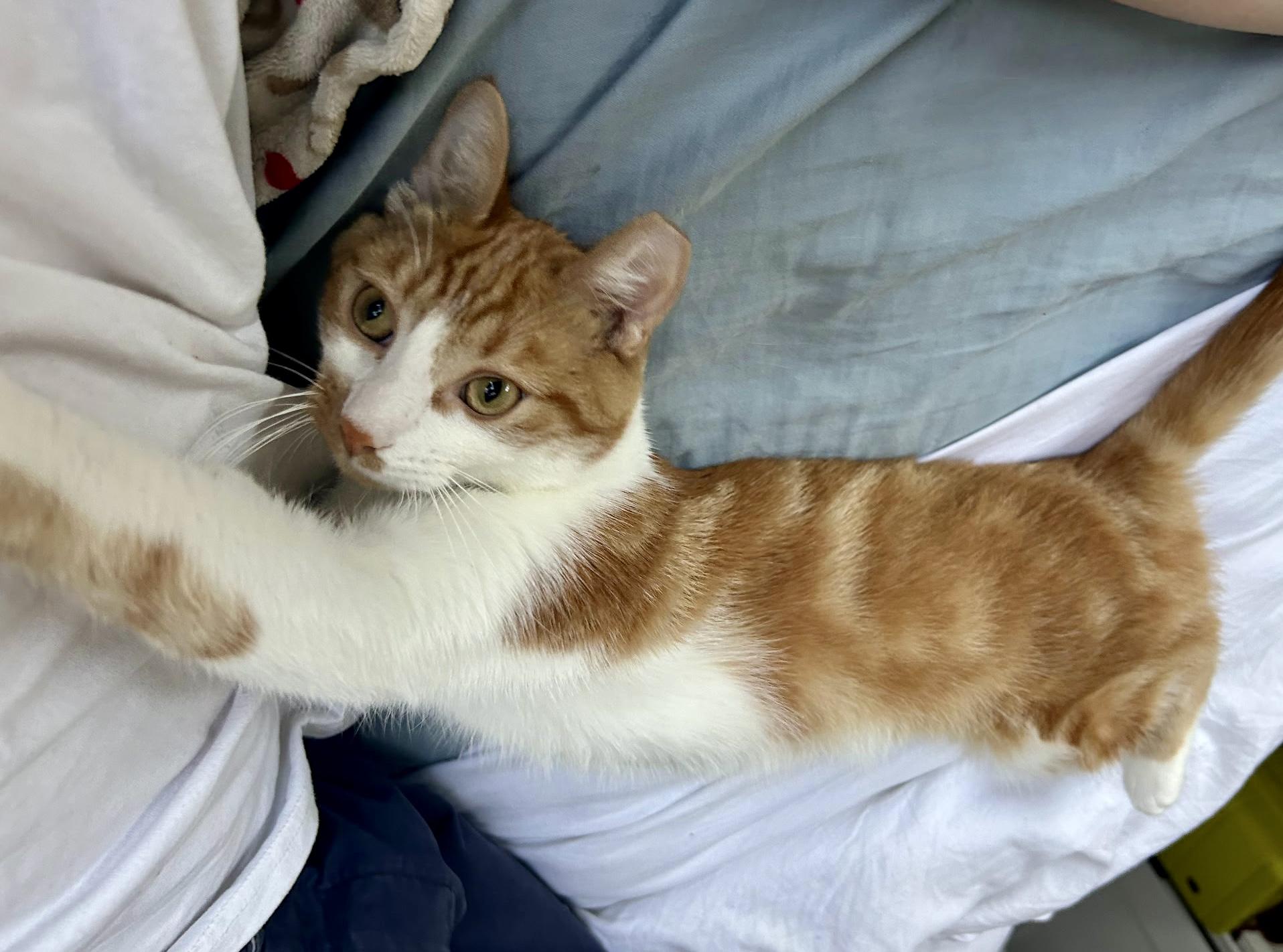 Enlarge Goldie, a Adoptable Domestic Short Hair in East Hanover, NJ image 2/2