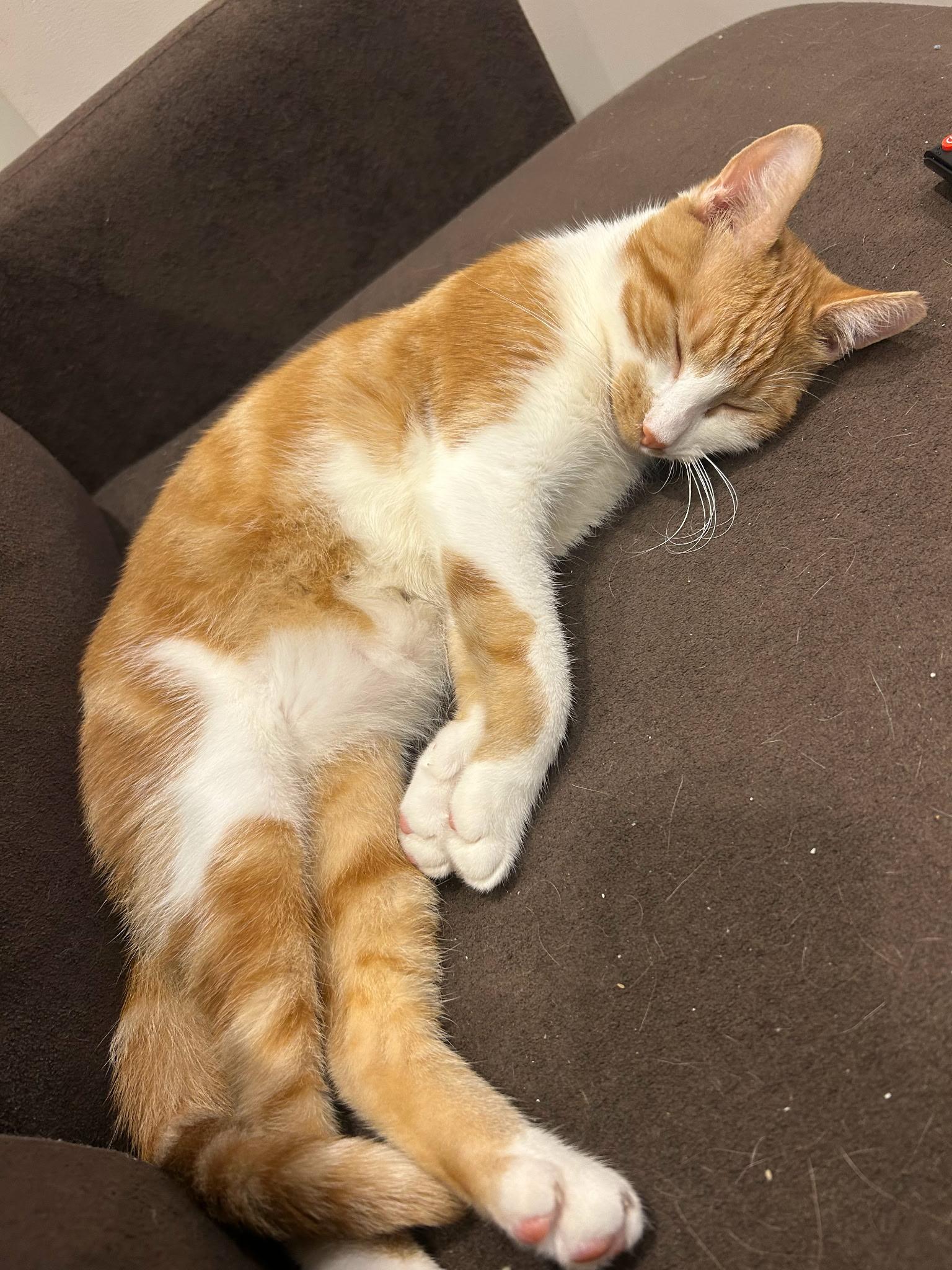 Goldie, Adoptable, Kitten Male Domestic Short Hair.