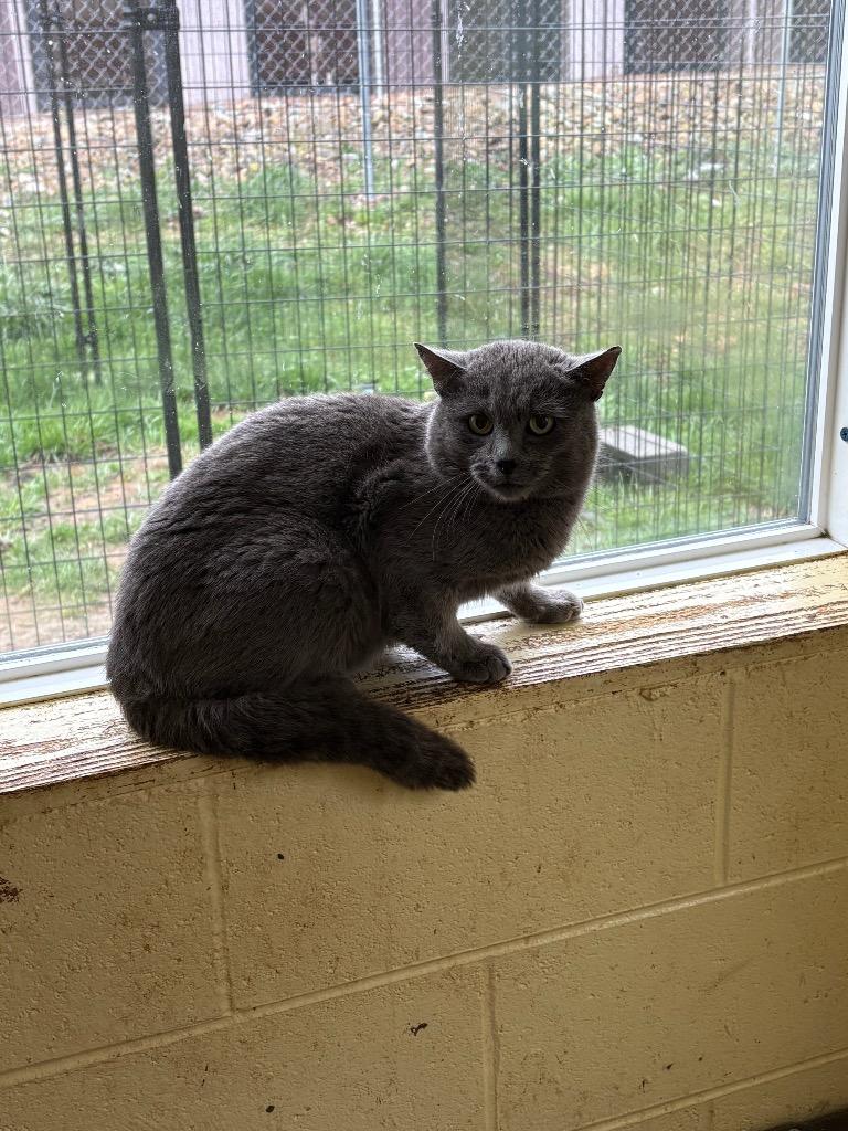 Enlarge Murder Mittens (Barn cat) NM, a Adoptable mixed breed in Crossville, TN image 1/1