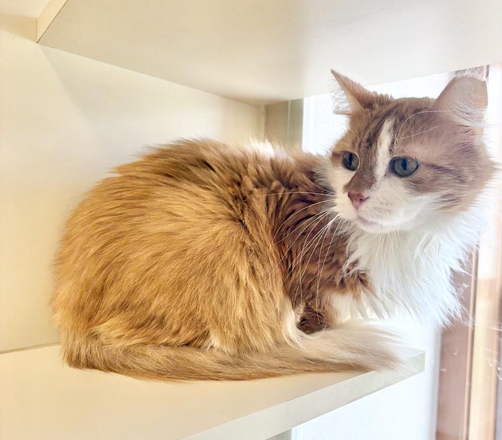 Tigger ~ Available at PetSmart Warsaw, IN!!, Adoptable, Adult Male Domestic Medium Hair.